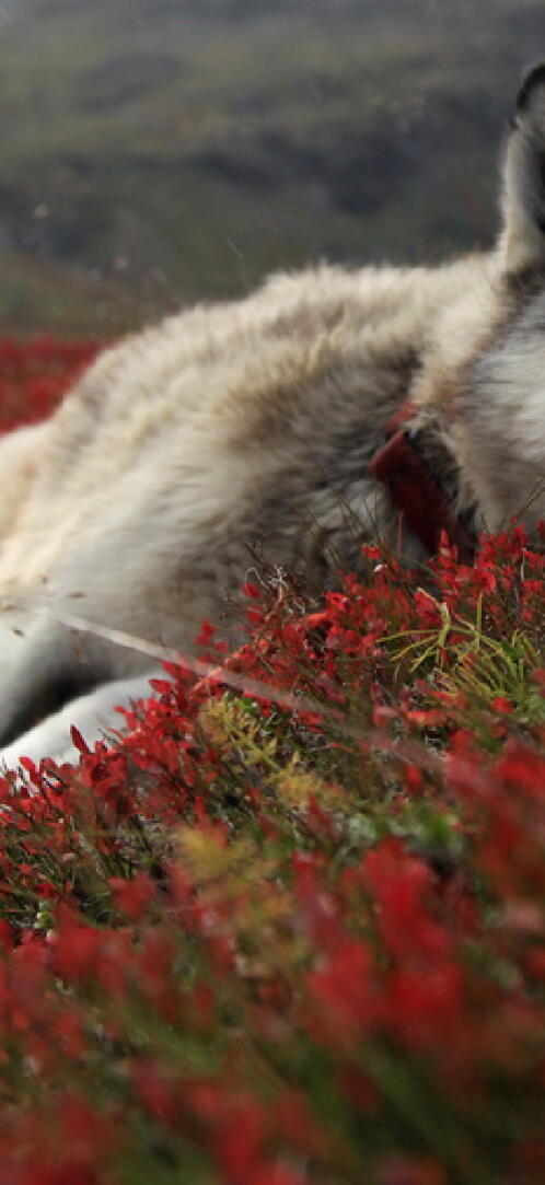 Бесплатное фото Волк лежит на цветах