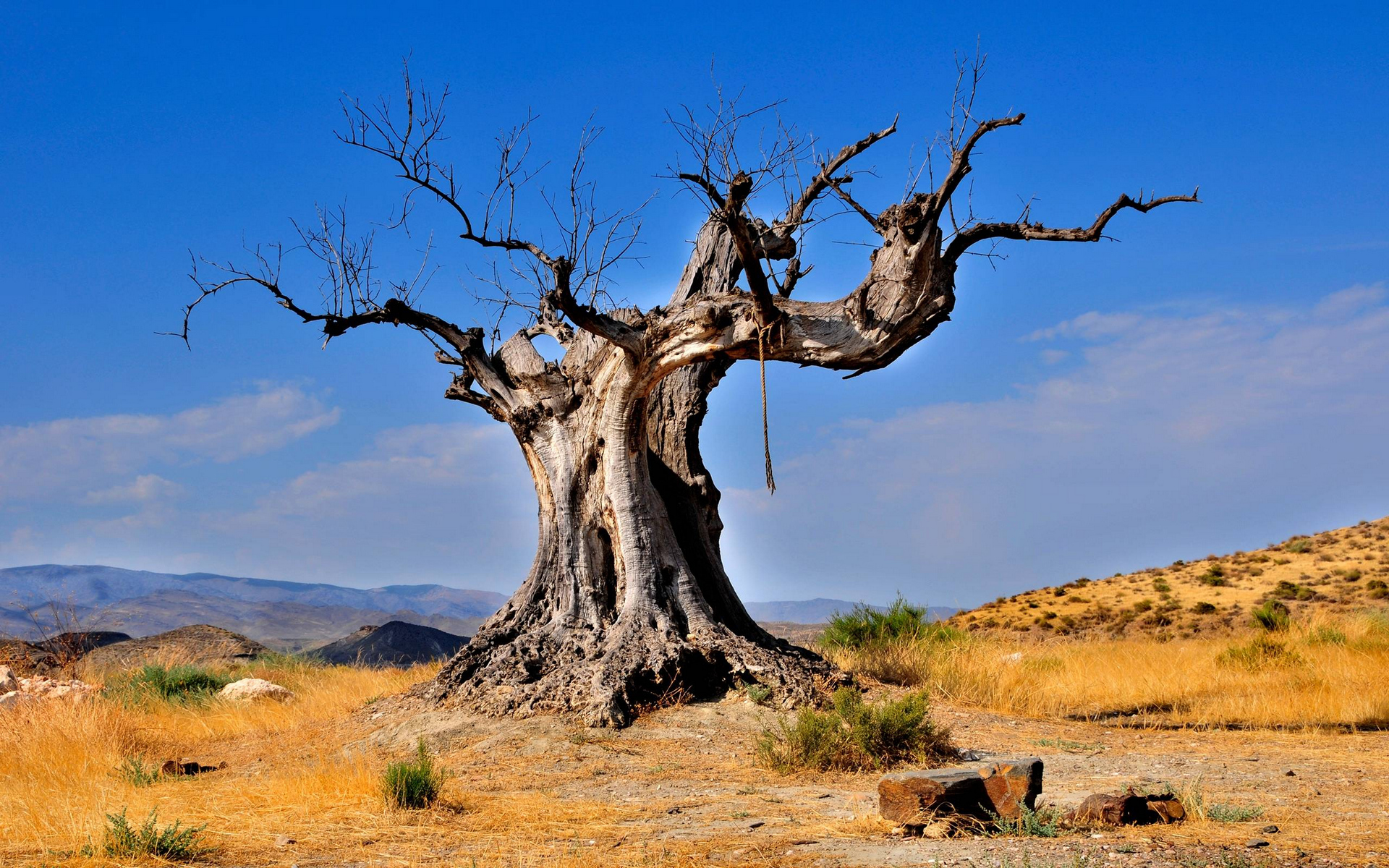 Wallpapers valley dry tree grass on the desktop