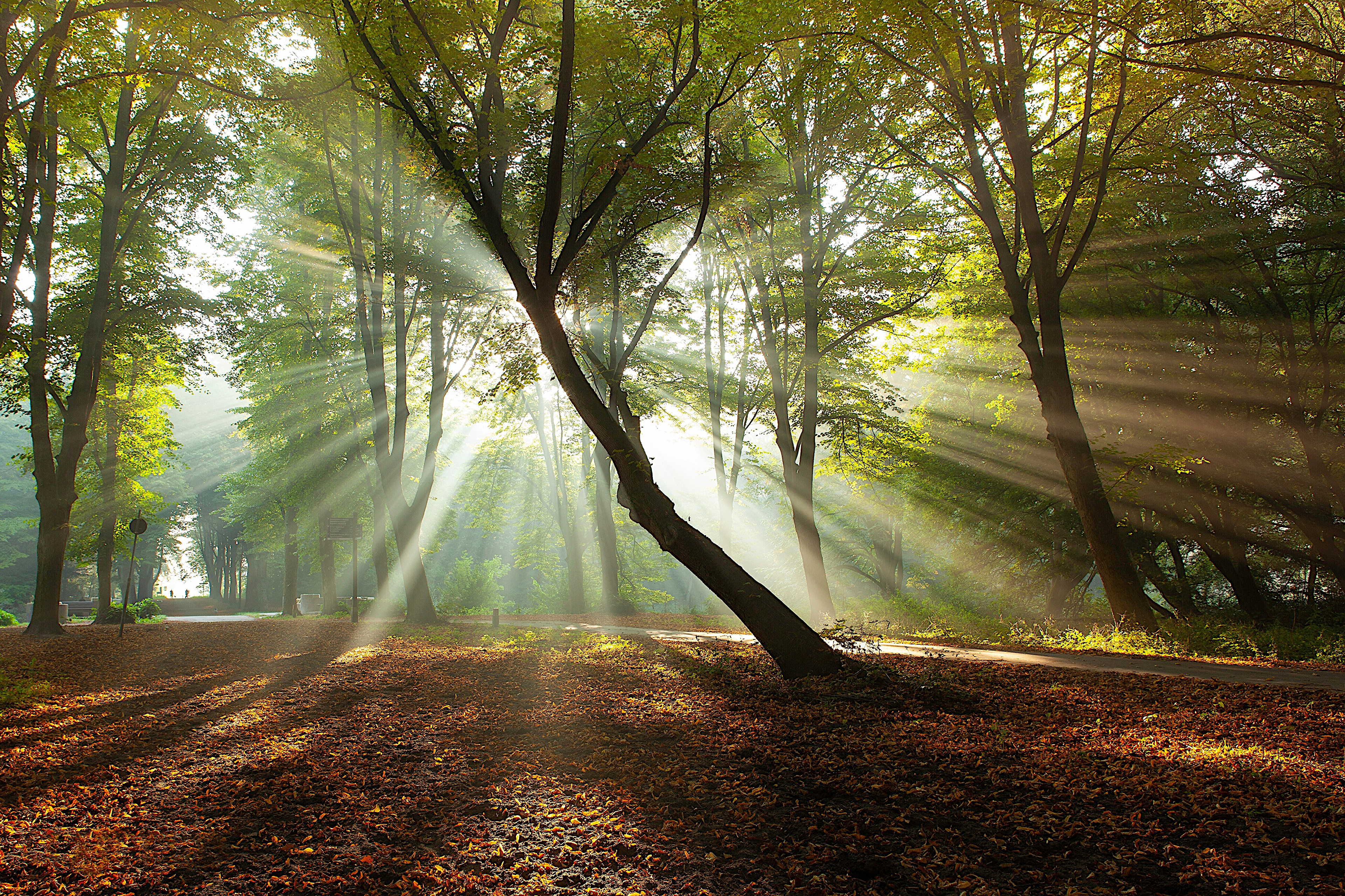 免费照片有落叶和阳光的清晨森林