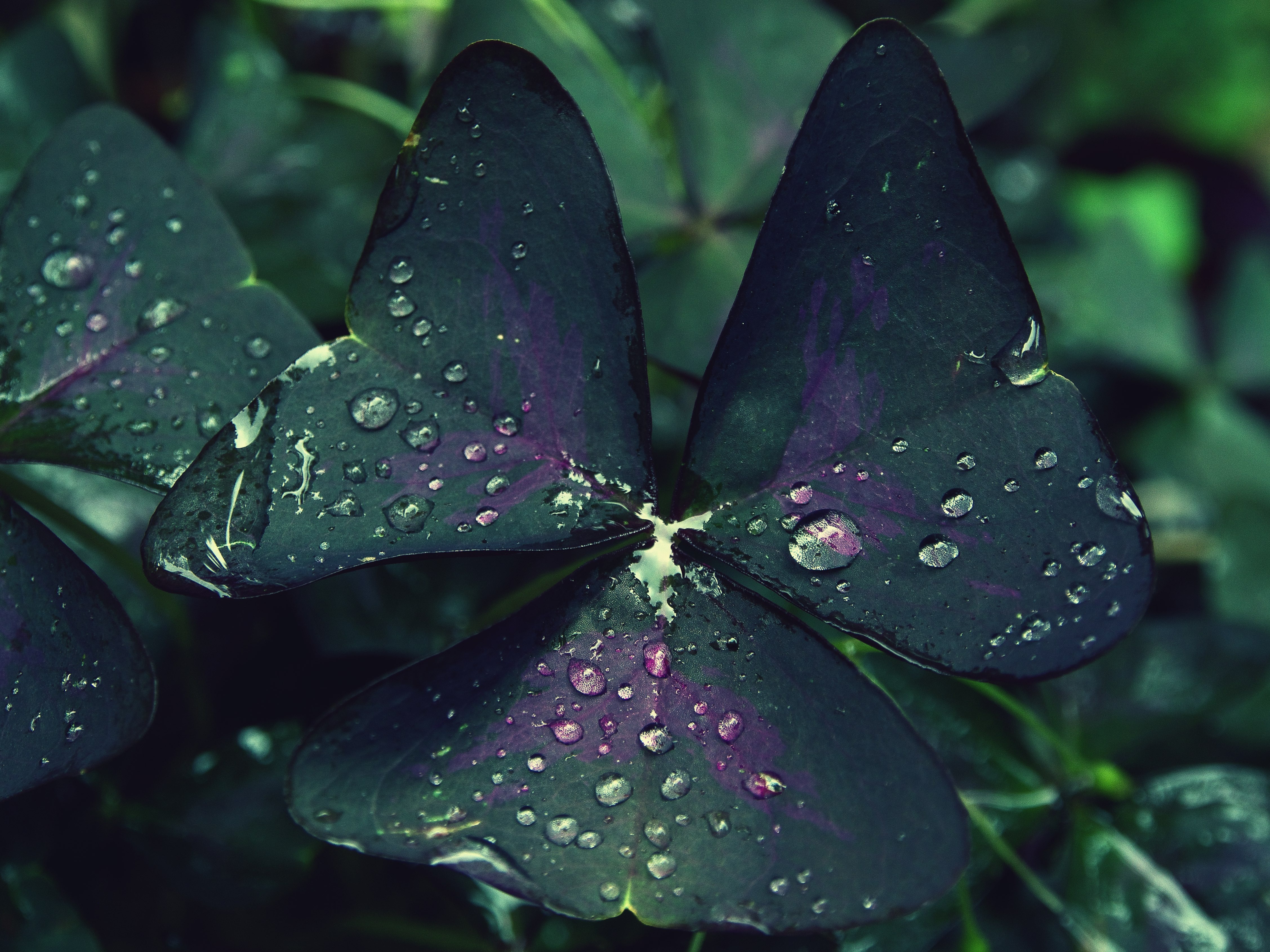 Water droplets on a leaf