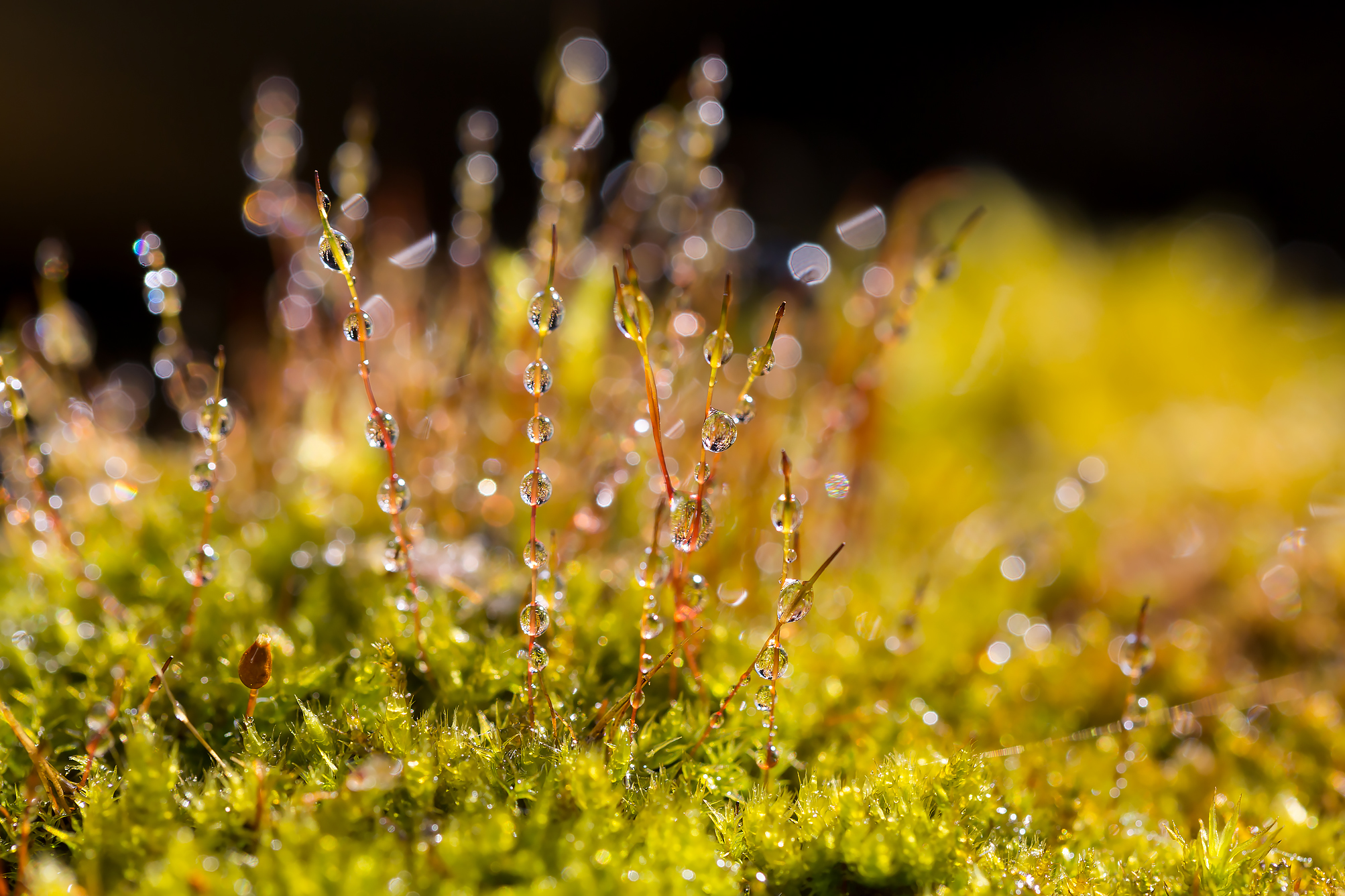 Free photo Rain drops and moss