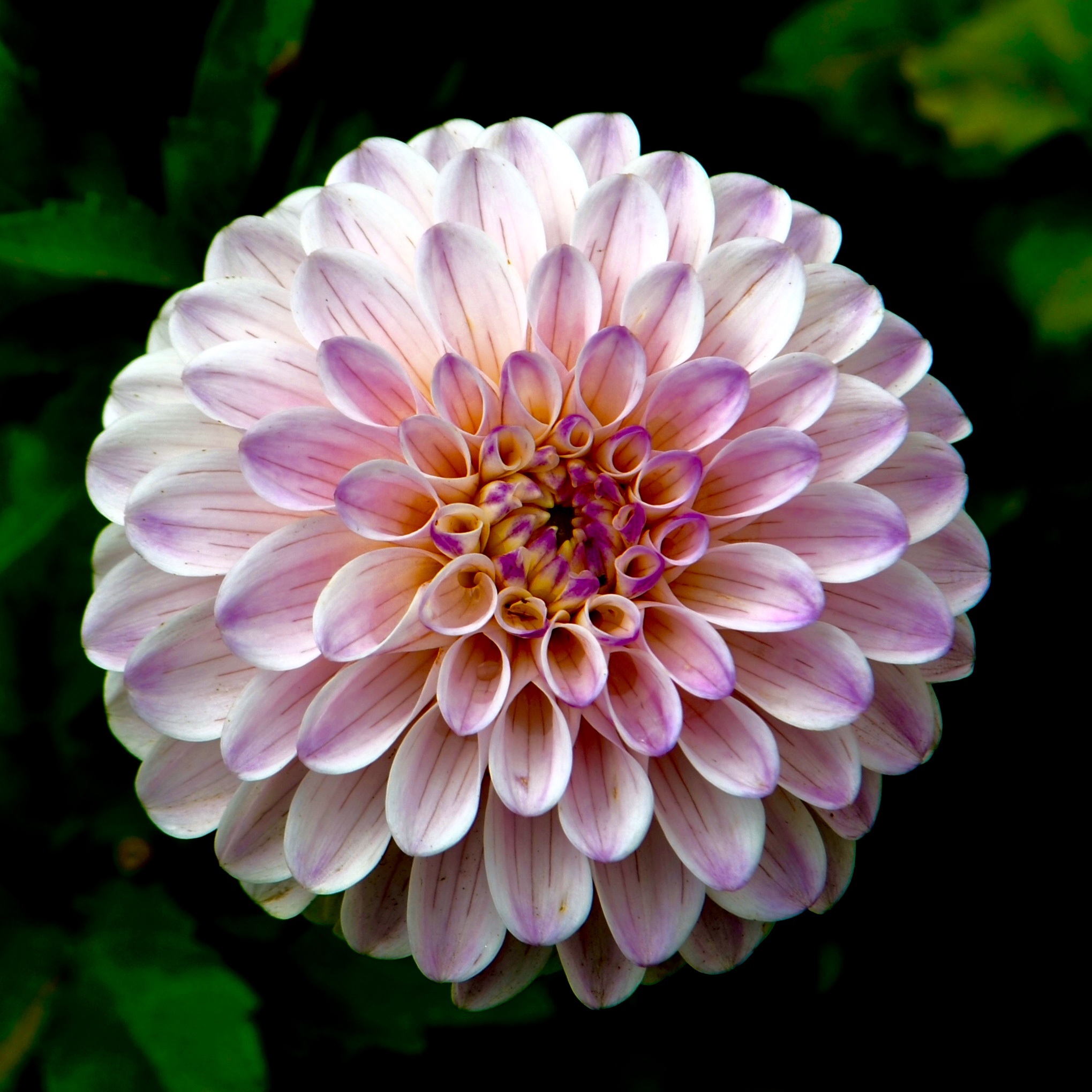 Free photo Pink dahlia flower bud