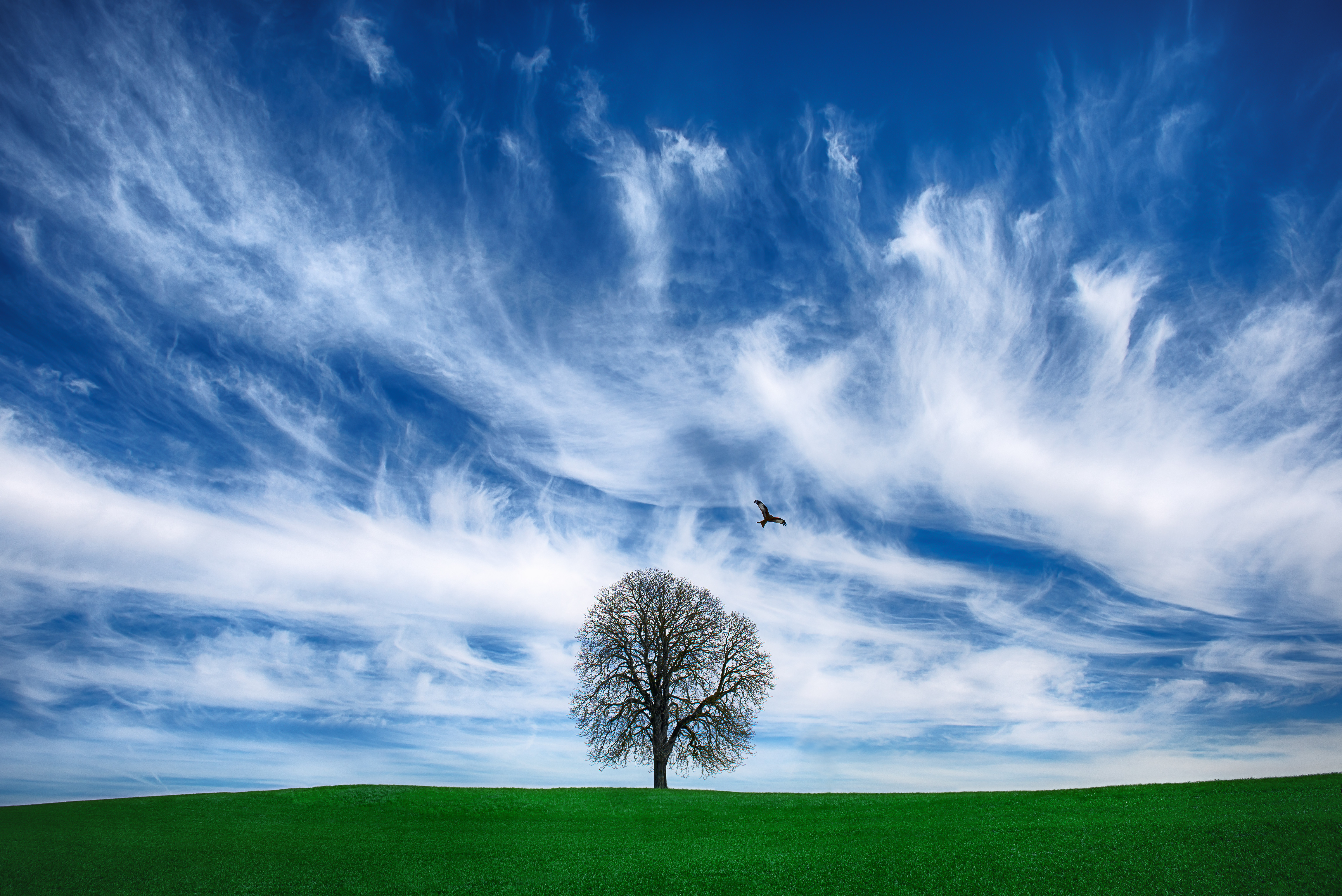 Wallpapers Windows 9 field sky on the desktop