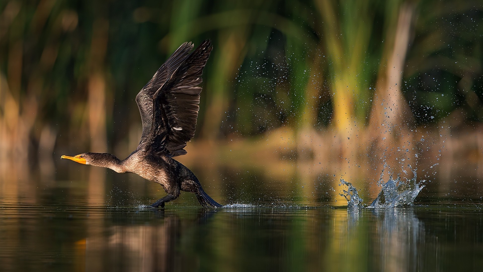 Wallpapers birds animals water on the desktop