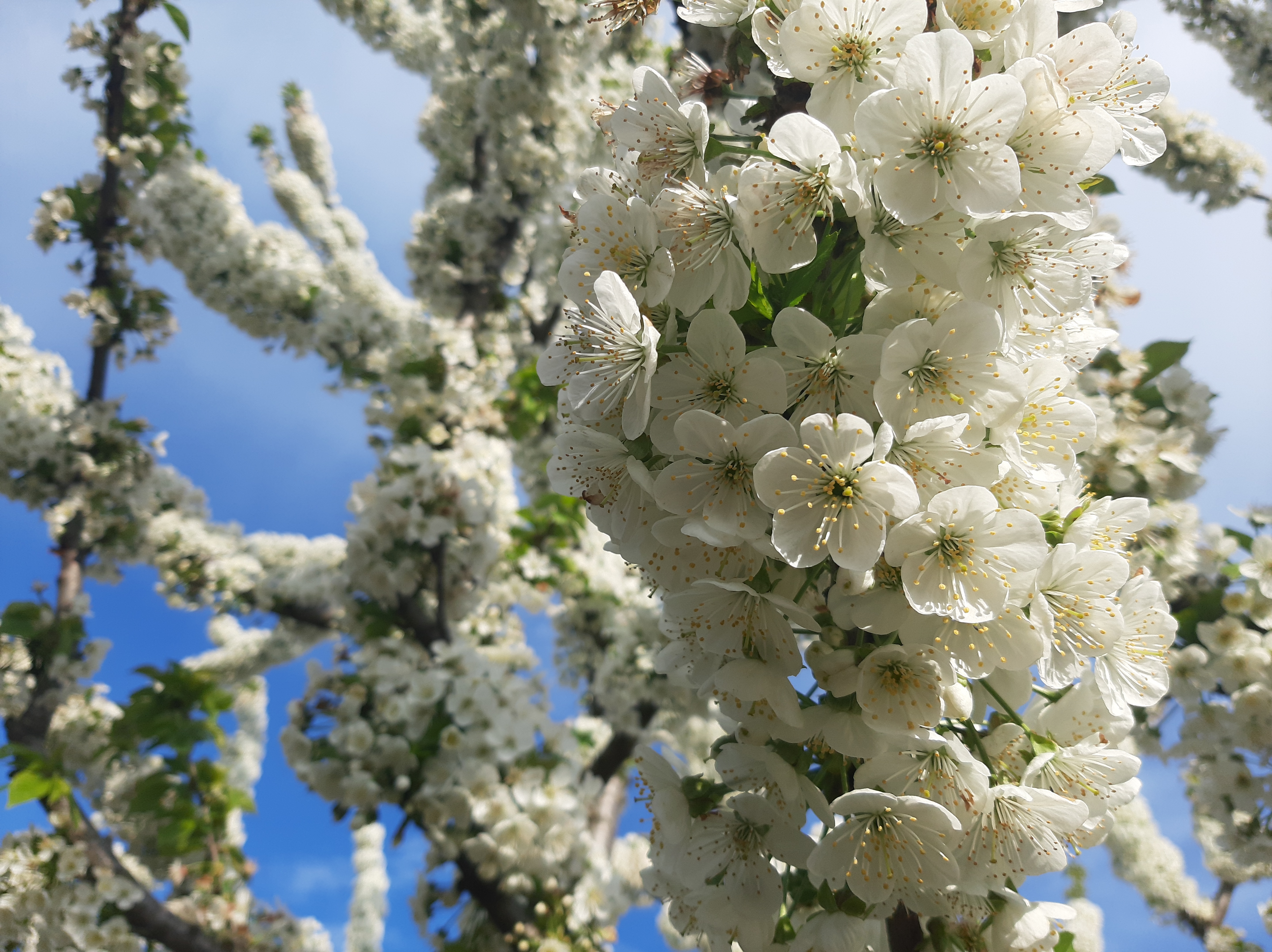 Free photo Cherry blossoms