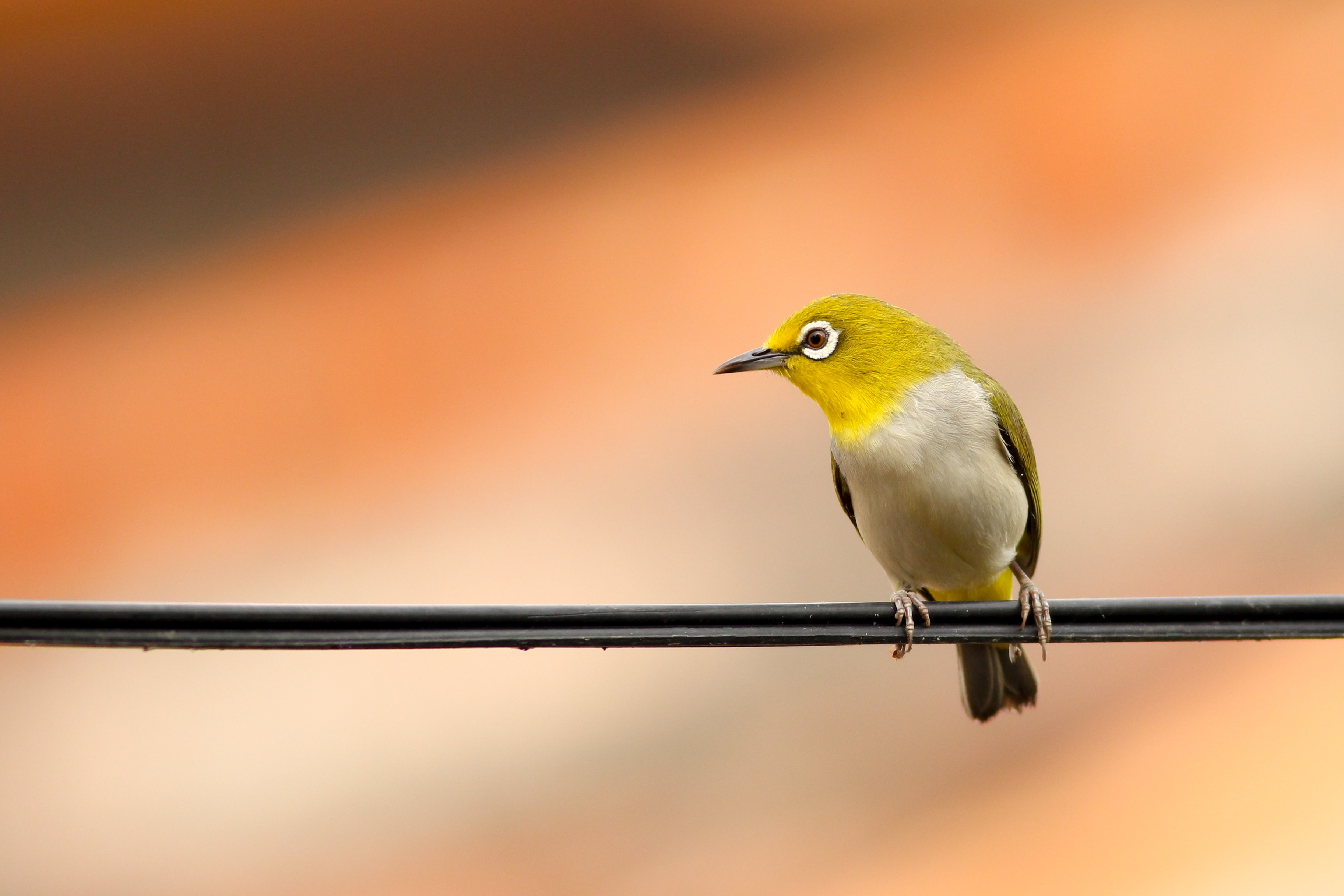 Wallpapers branch bird wing on the desktop