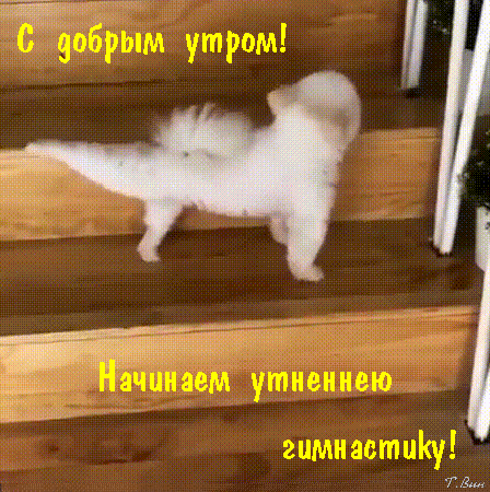 Открытка на тему доброе утро собака щенок скачать бесплатно