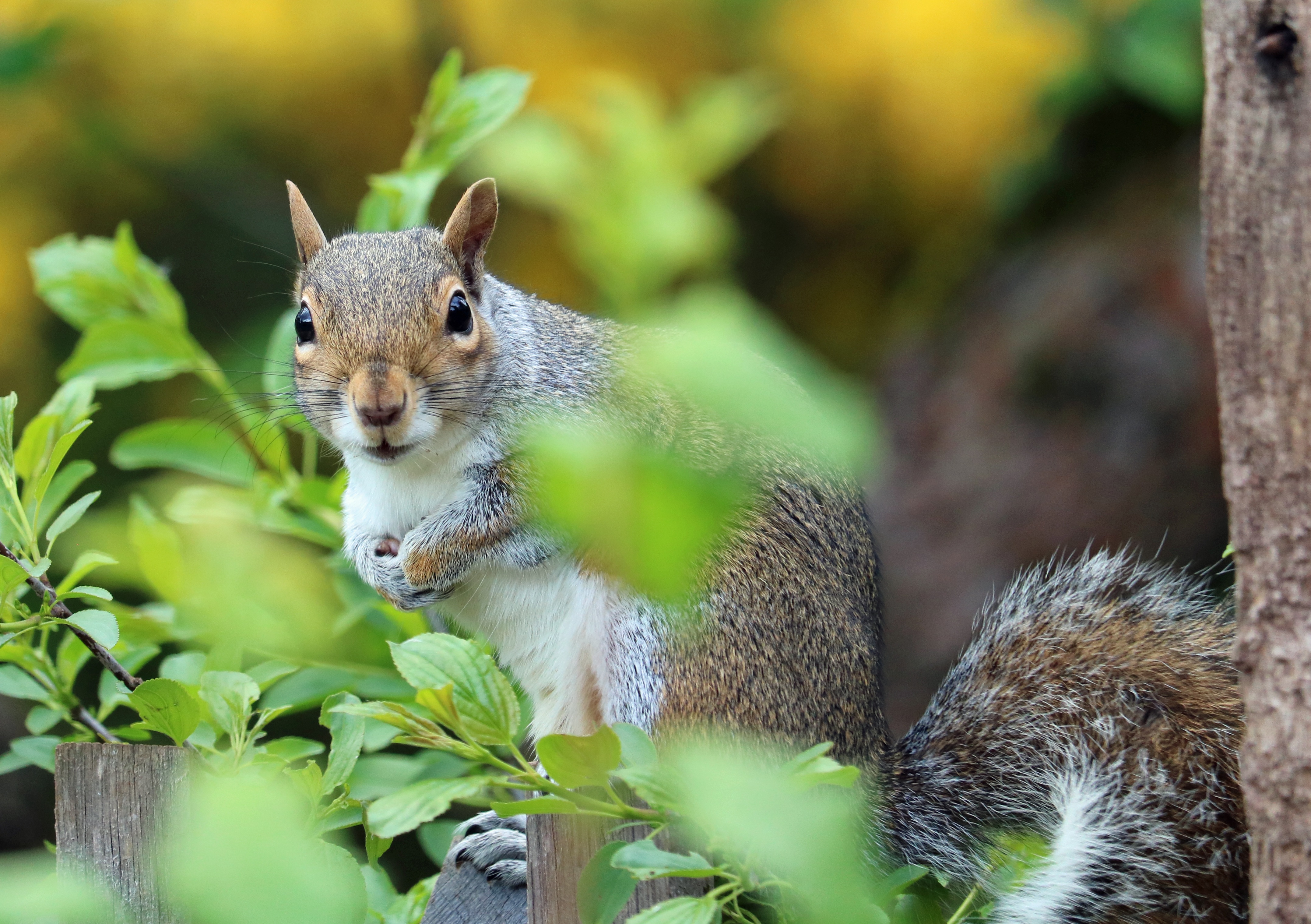 Free photo A squirrel sits on a wooden fence