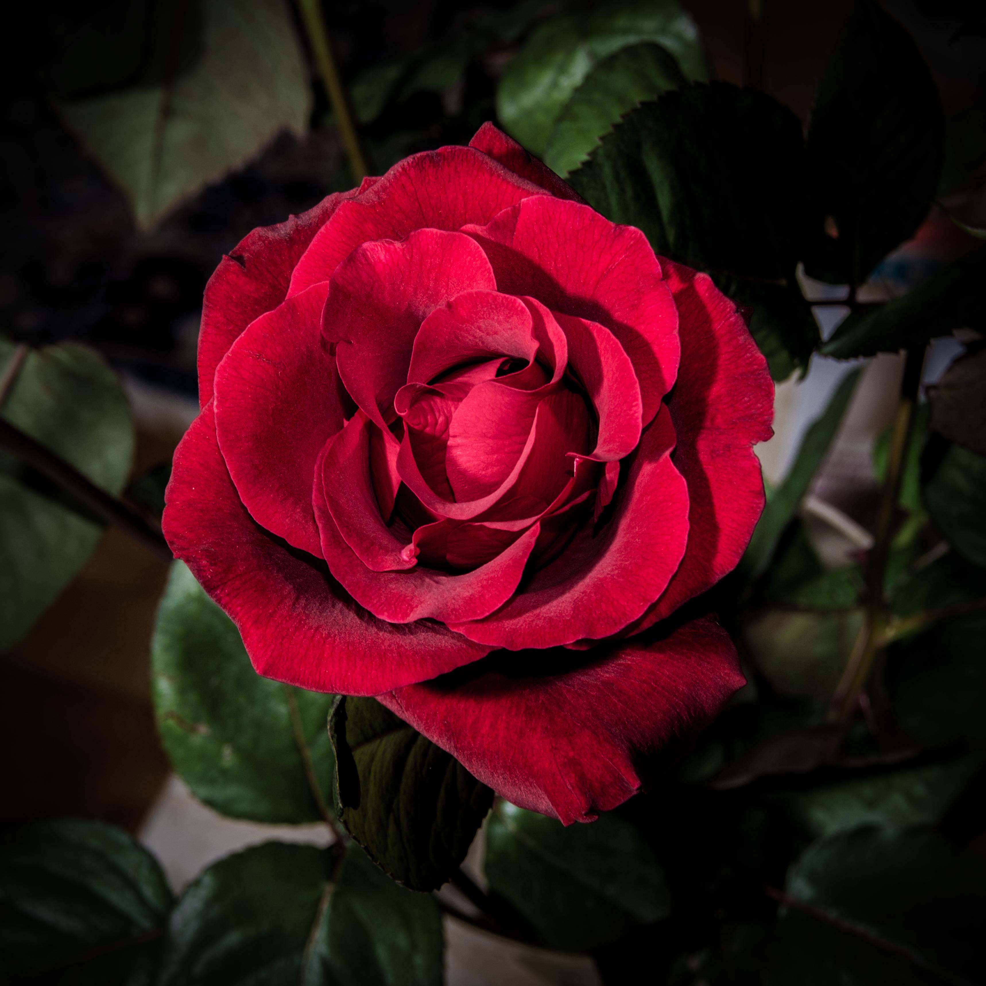 Free photo Bordeaux roses