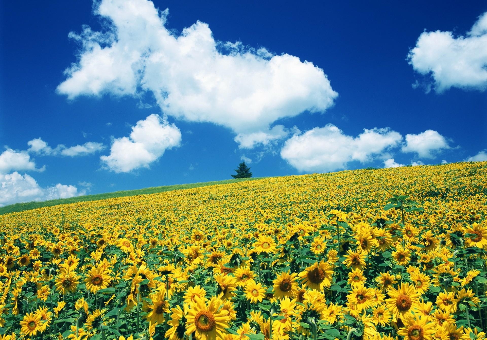 桌面上的壁纸向日葵 领域 天空