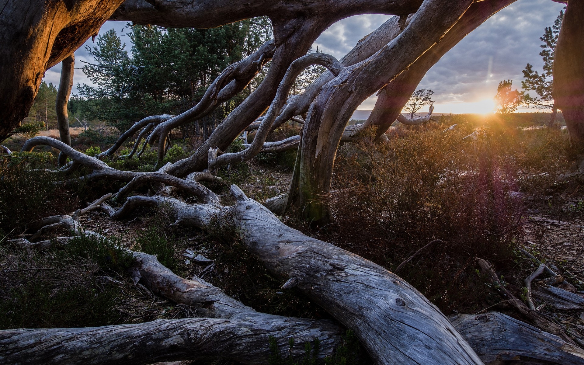 桌面上的壁纸树木 草地 光