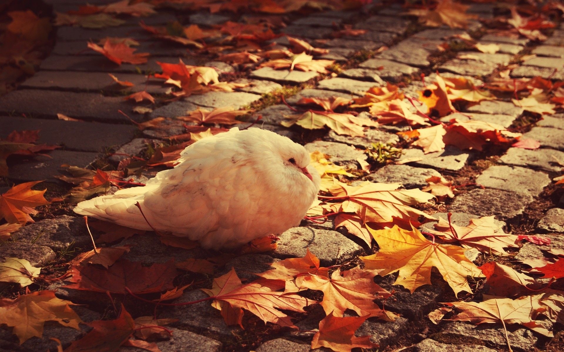一只白鸽子坐在落叶上