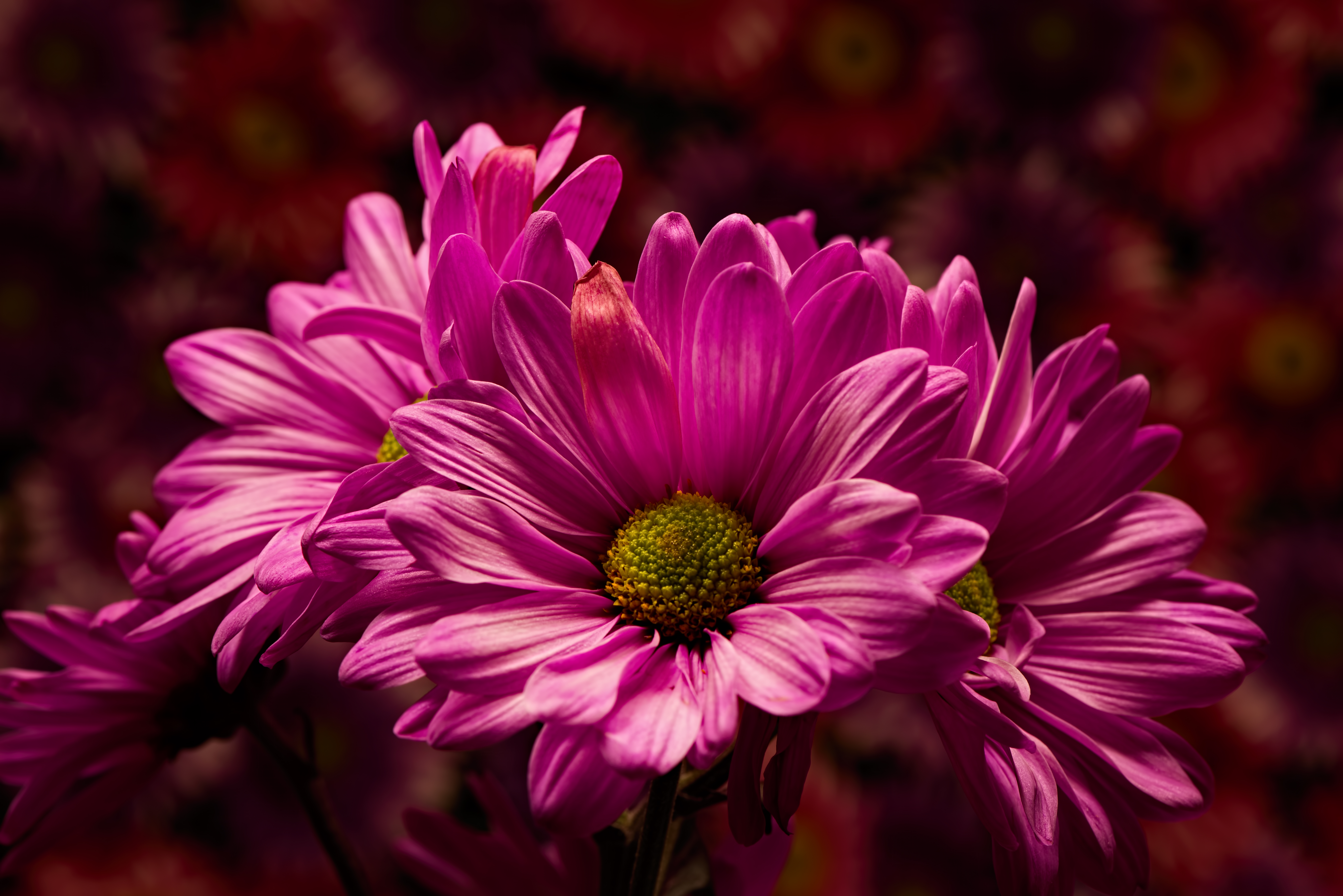 Wallpapers Pink Celebration bouquet flora on the desktop