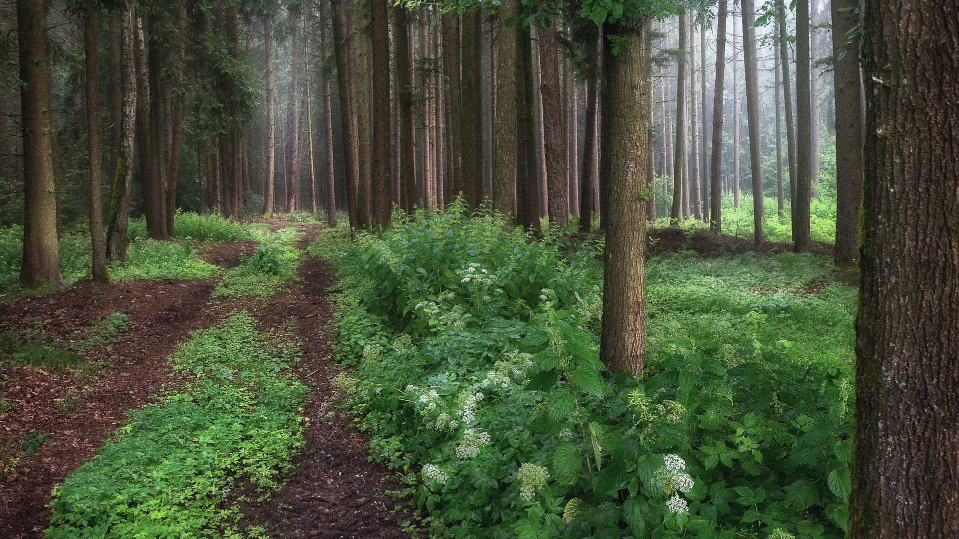 Free photo An old highway in the woods