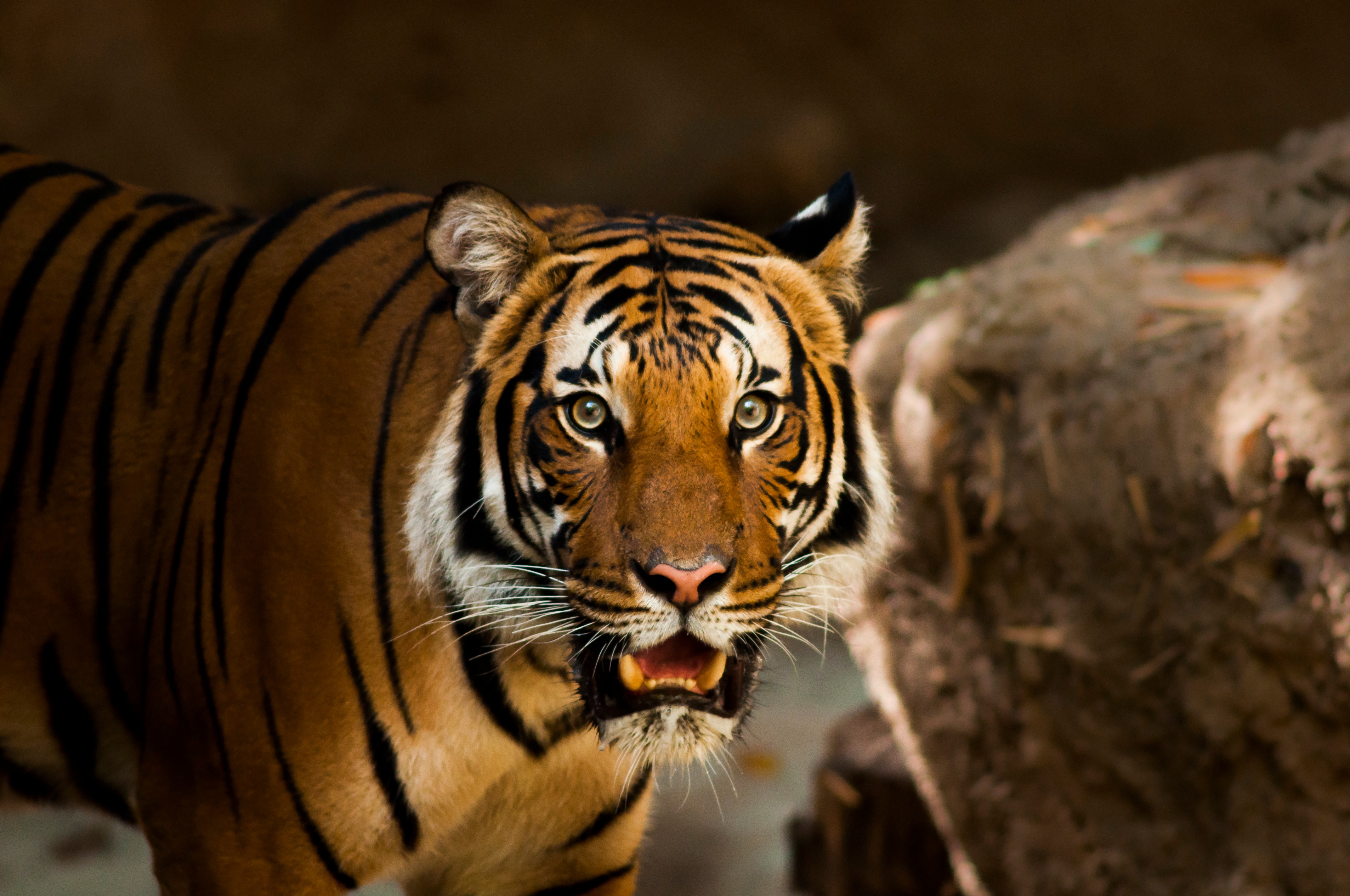 Бесплатное фото Дикий тигр