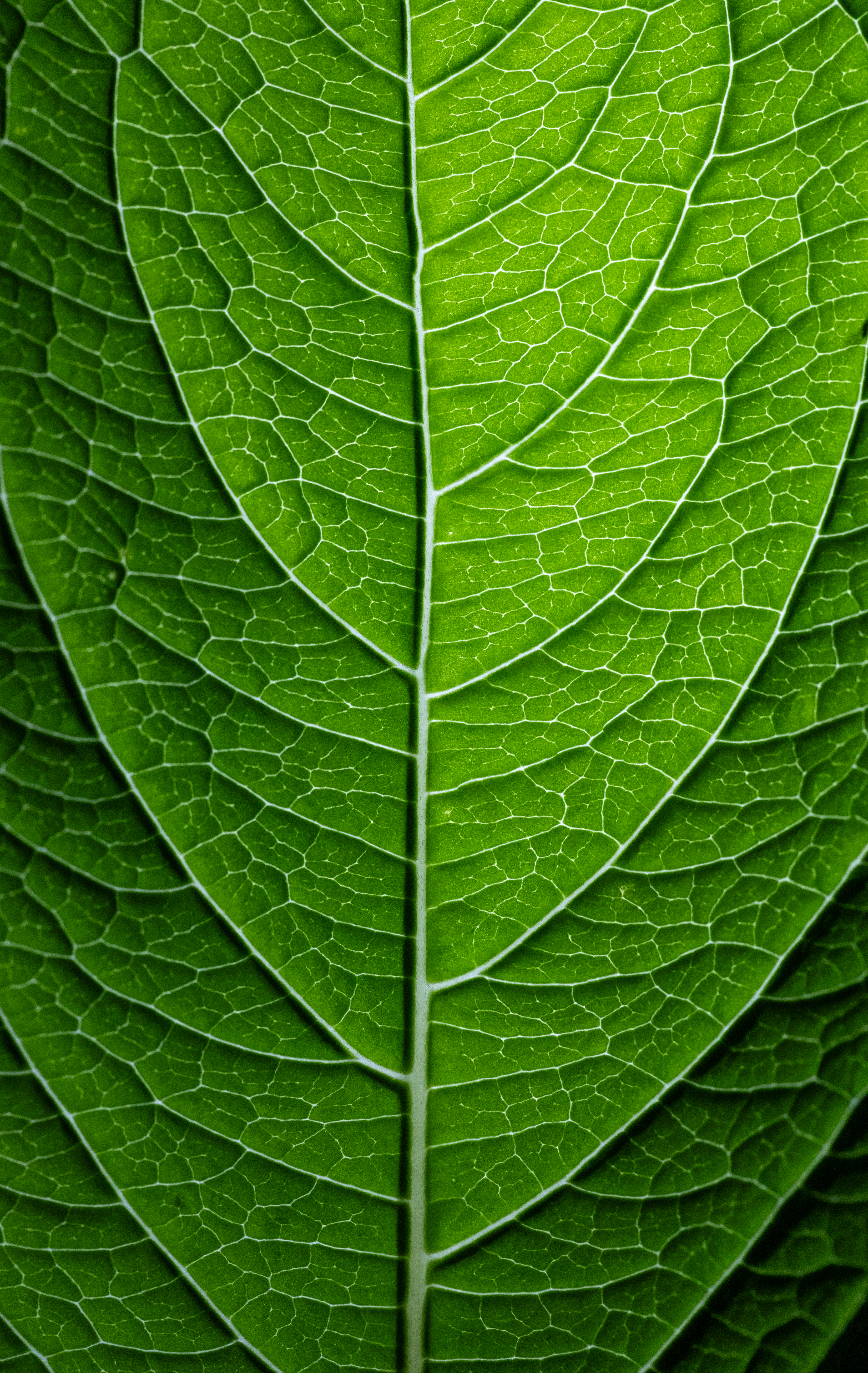 Free photo Structure of a green leaf under sunlight