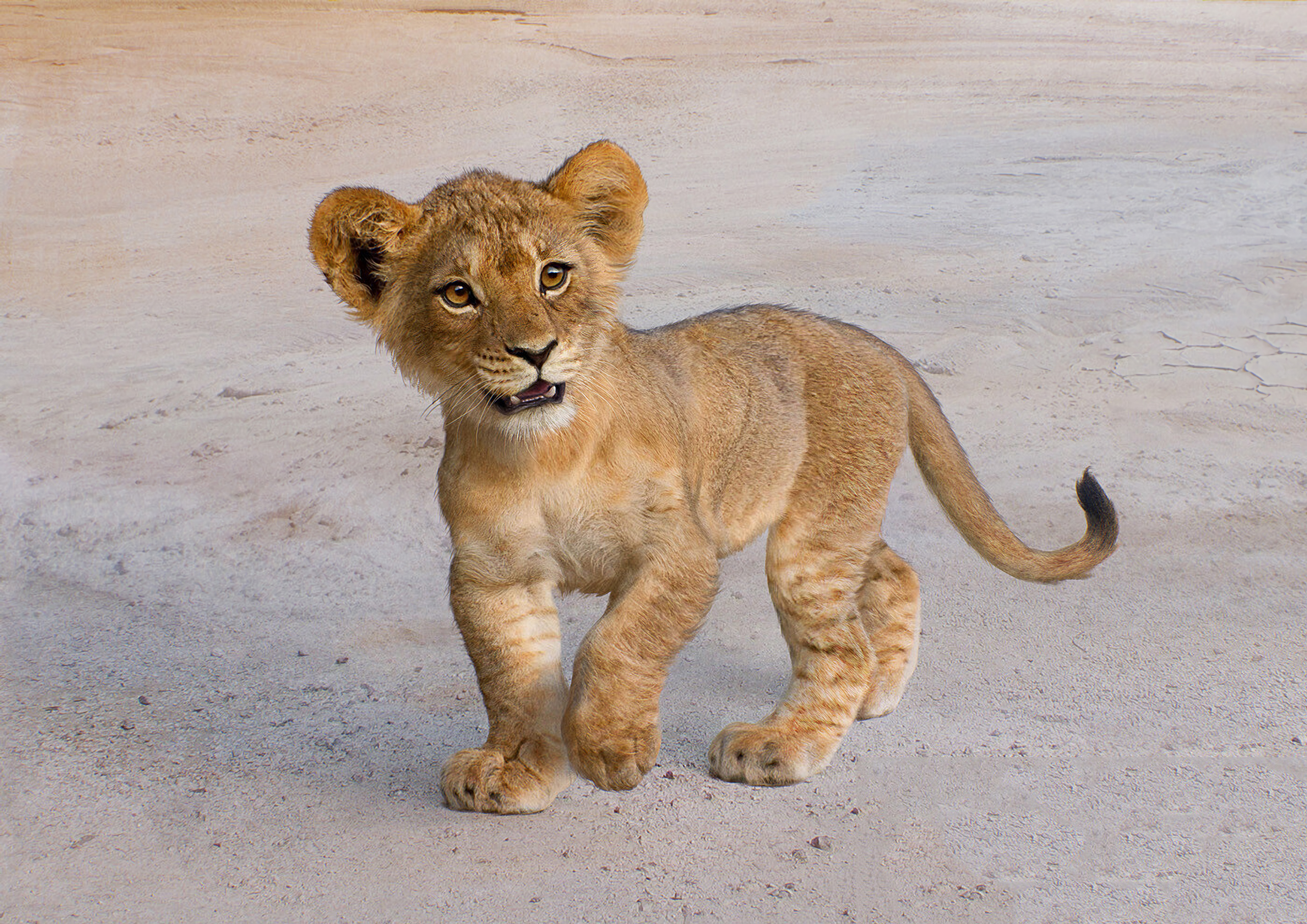 Cute lion cub Simba