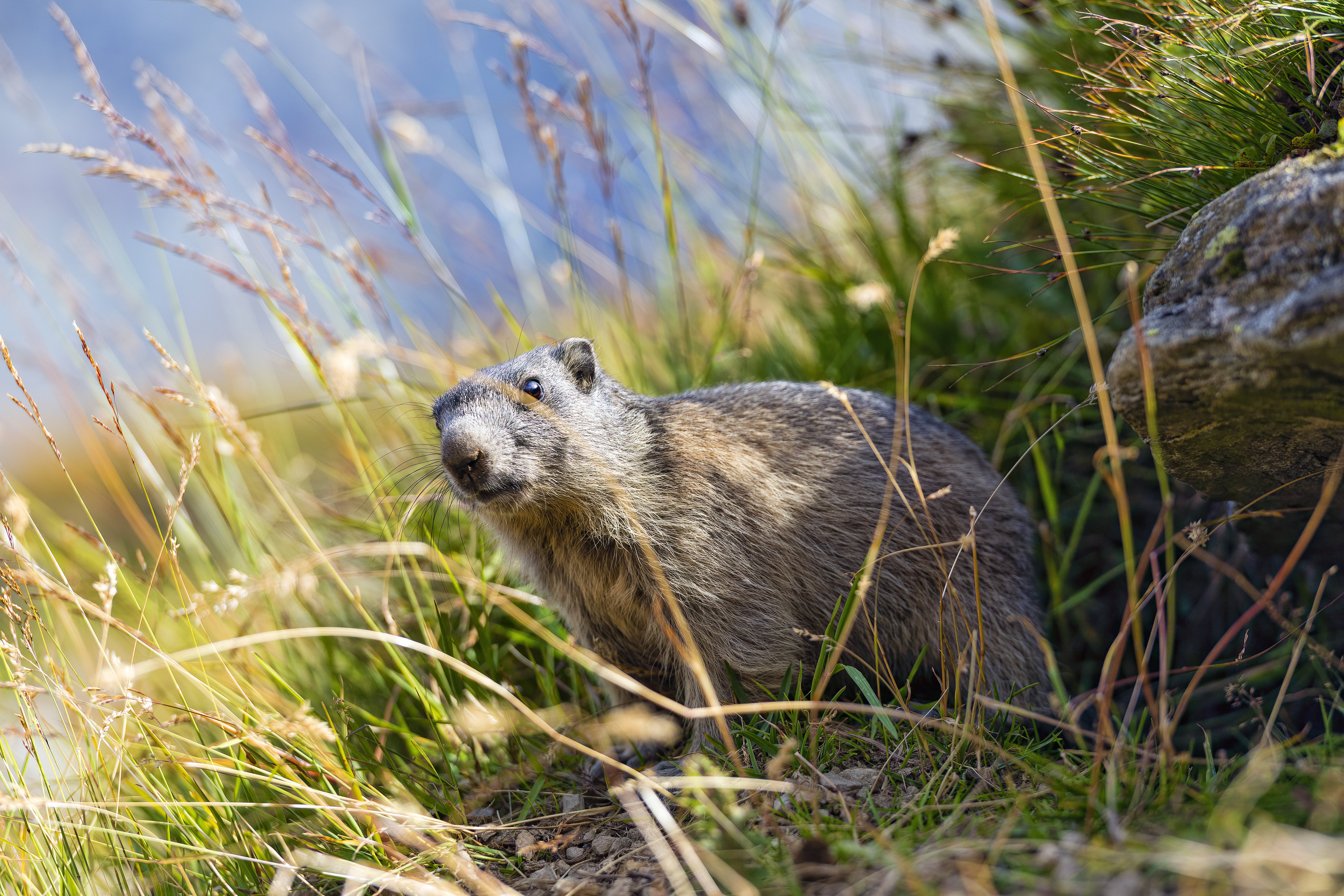 Free photo The groundhog has crawled out of its burrow and is surveying the area