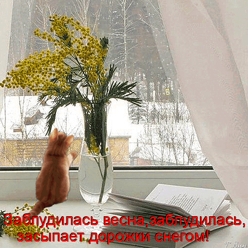 Postcard on the theme flowers kitten spring download for free