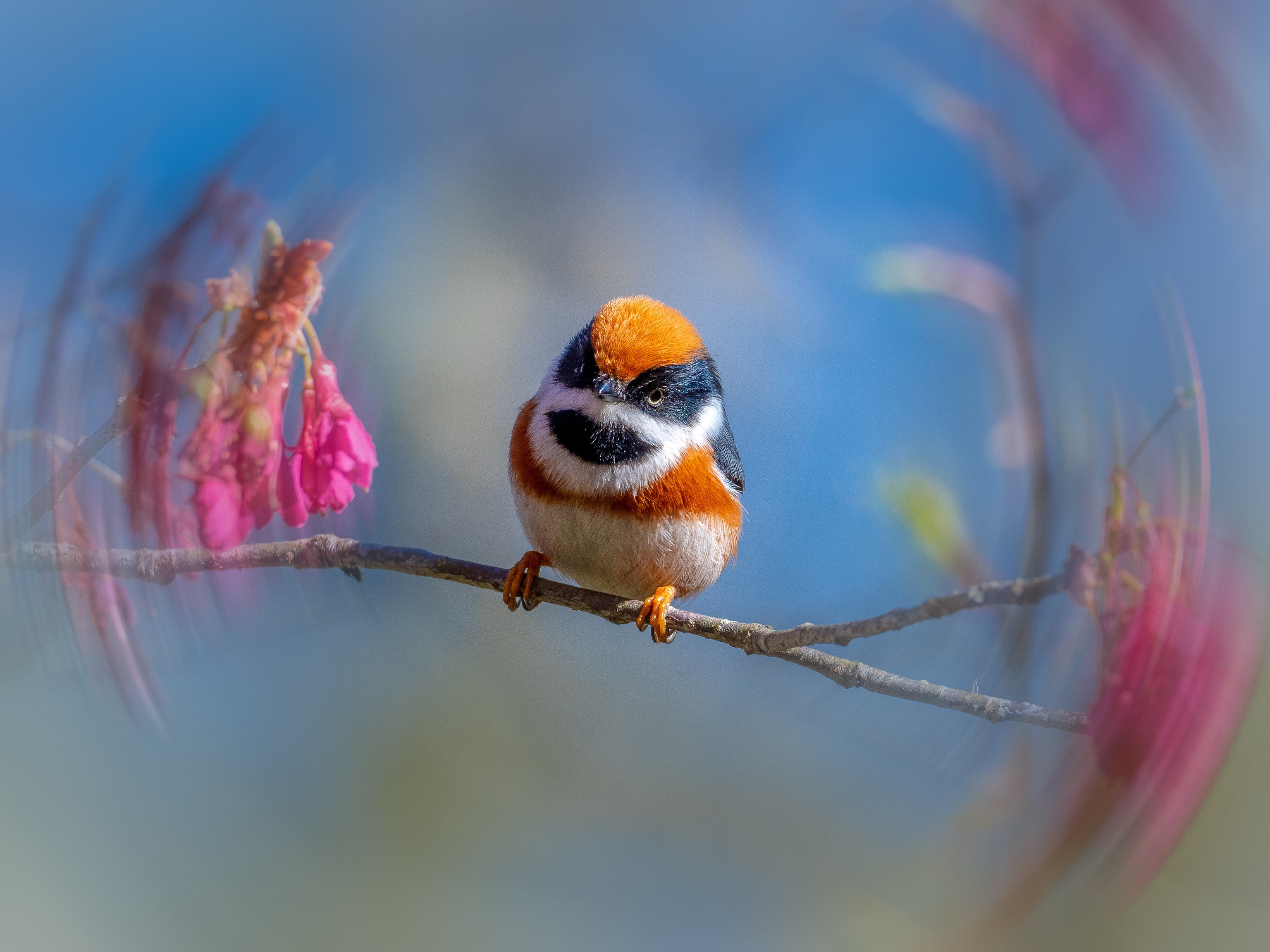 一只美丽的多色鸟，拥有橙色的羽毛