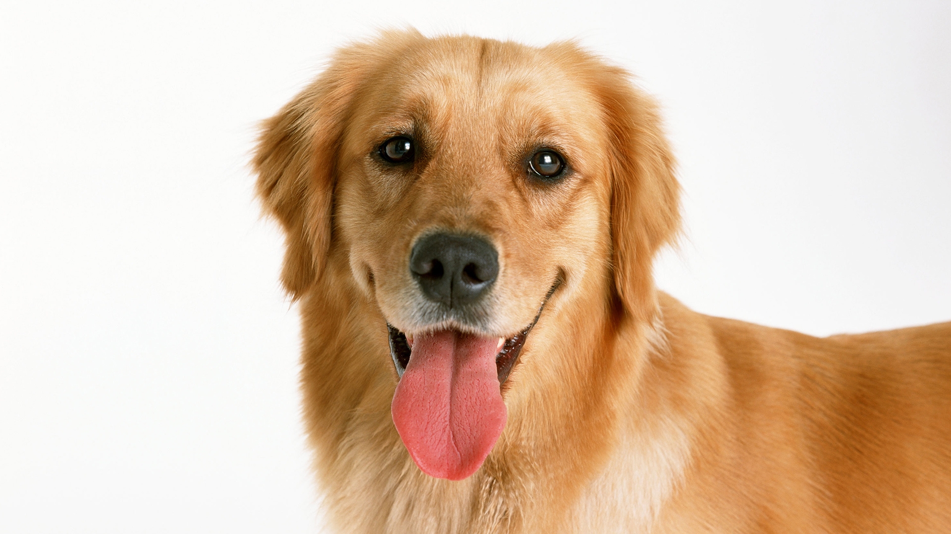 Wallpapers dog nose nova scotia duck tolling retriever on the desktop