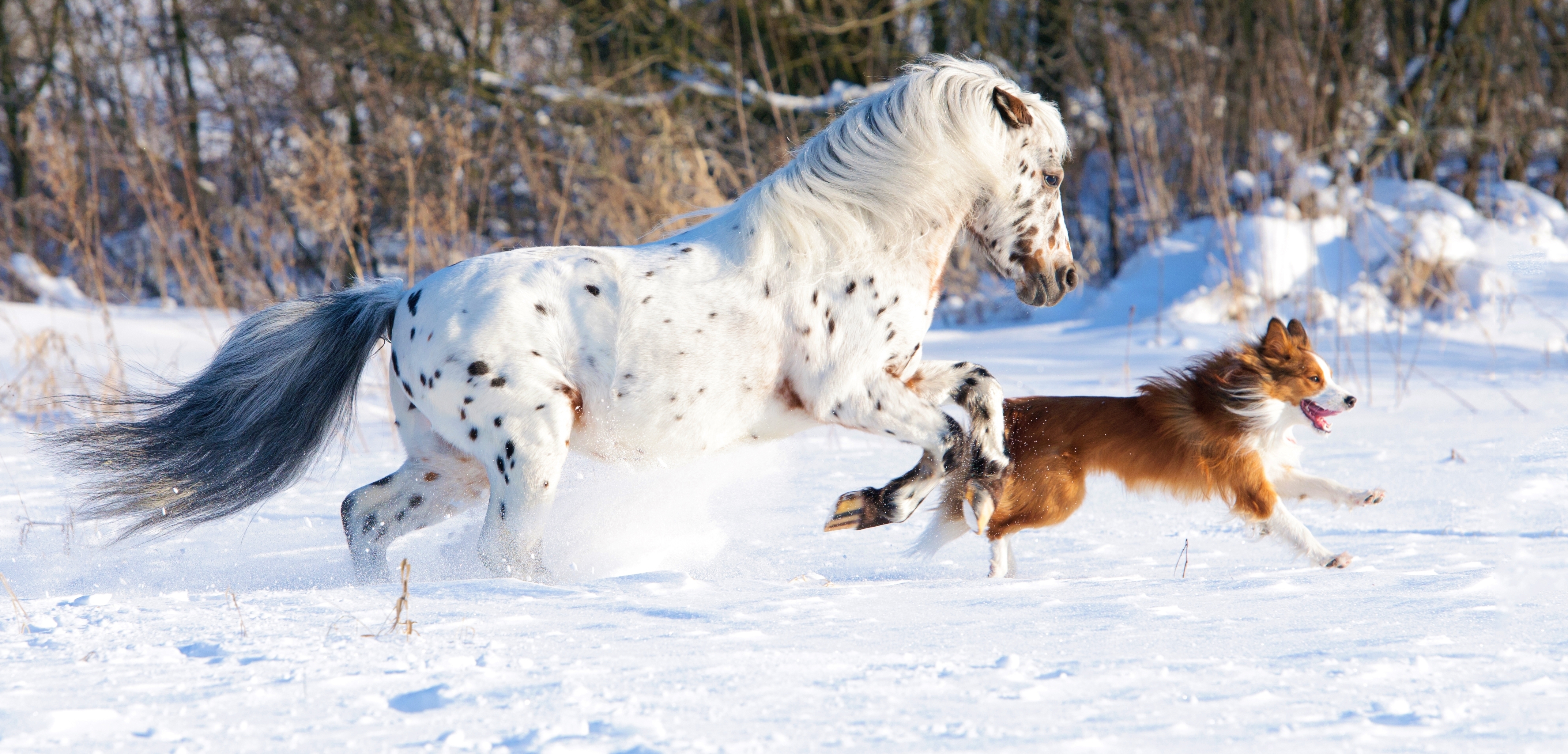 Free photo The white horse is racing the dog.