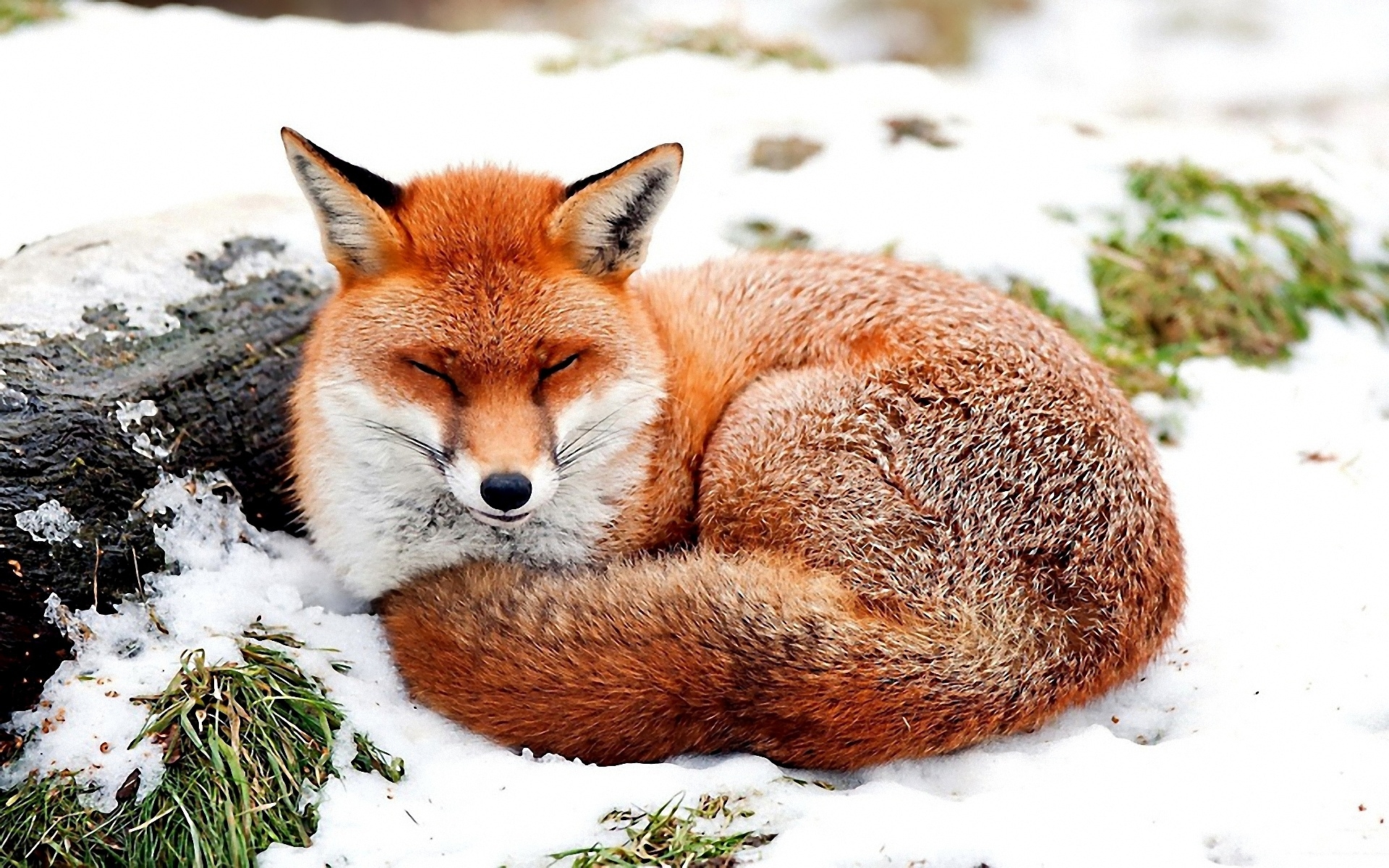 Wallpapers fox snow lying on the desktop