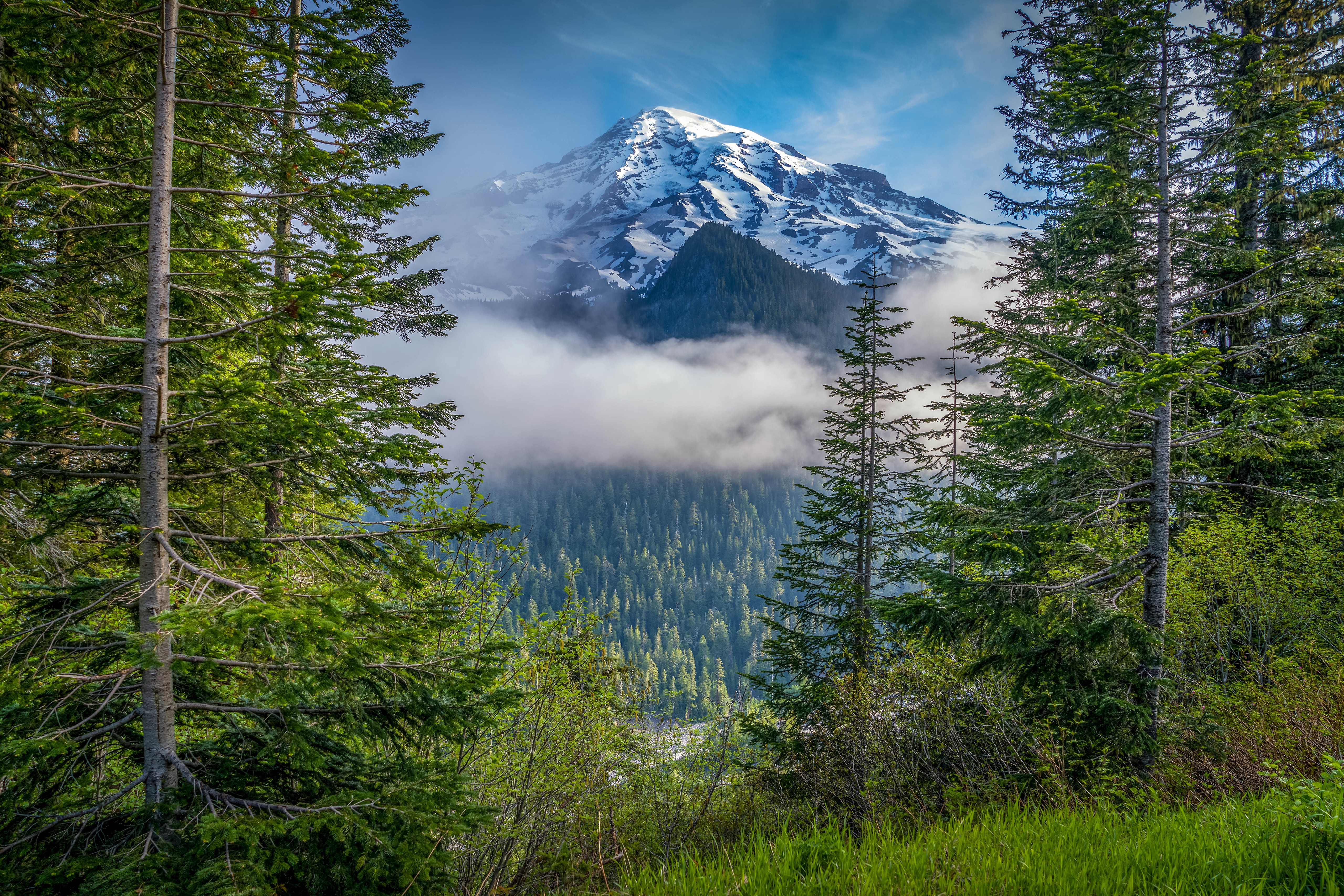 Wallpapers forest forests usa states of the usa on the desktop