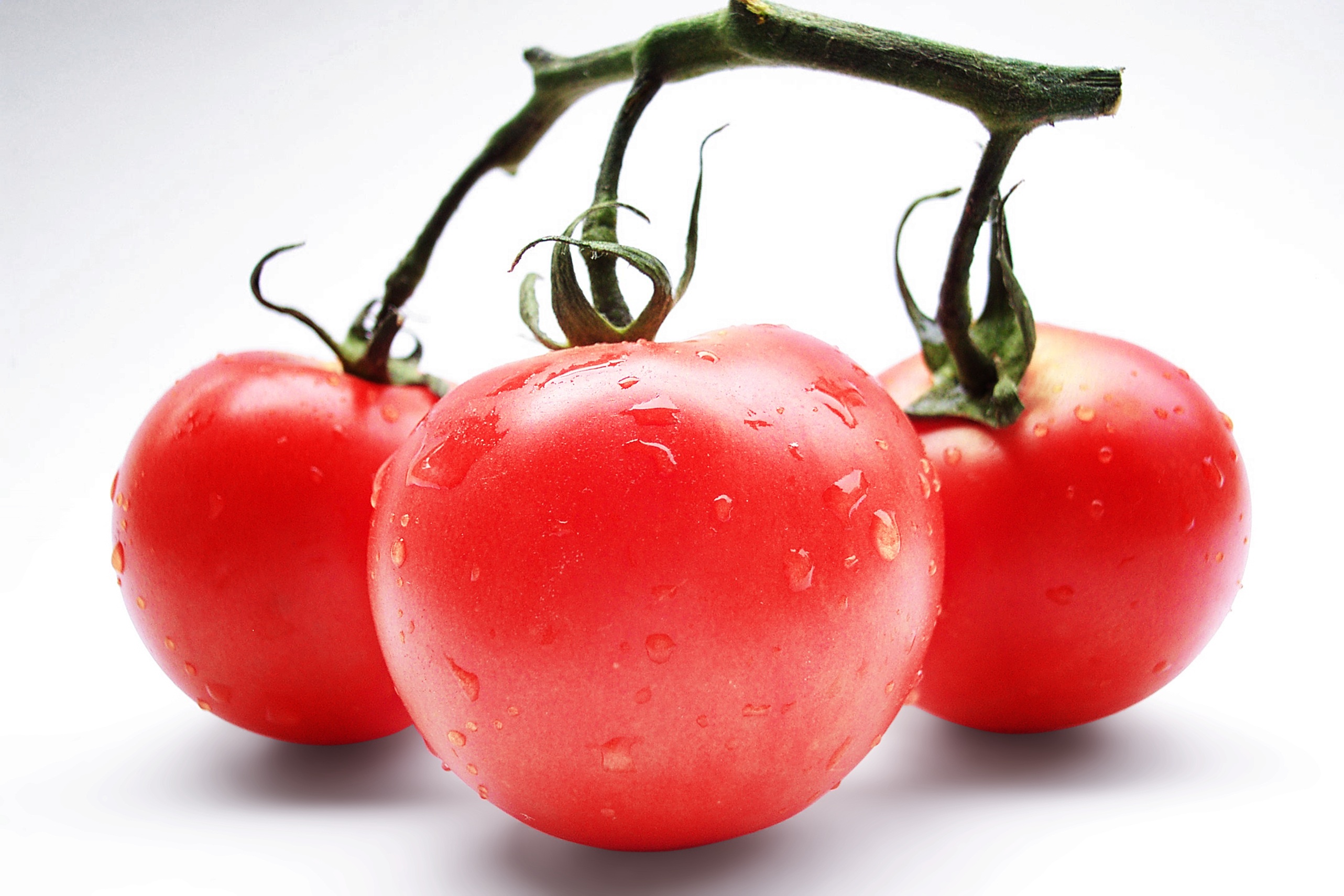 Wallpapers potato and tomato genus flowering plant fruits on the desktop