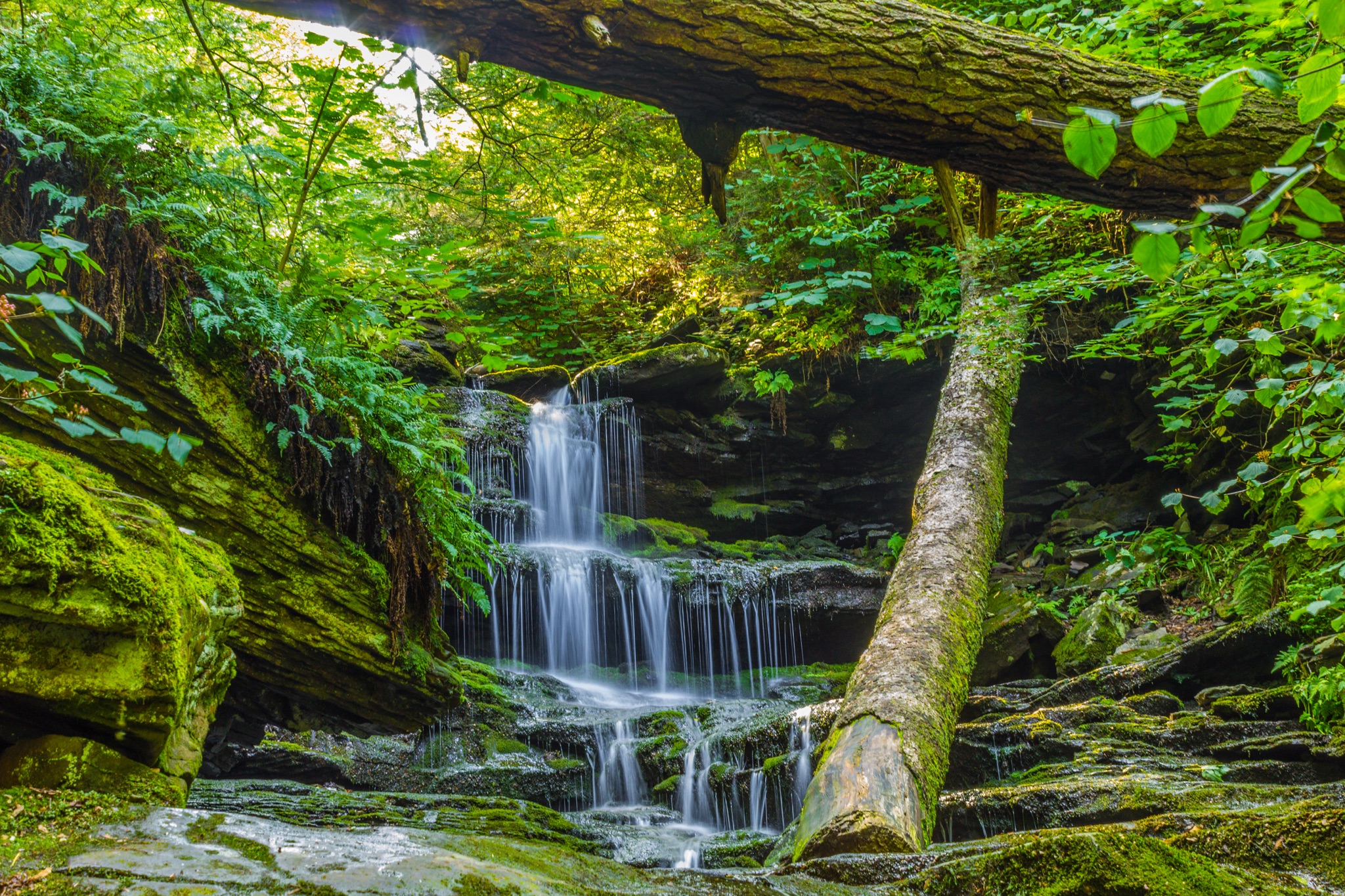 Wallpapers landscapes forest ricketts glenn state park on the desktop