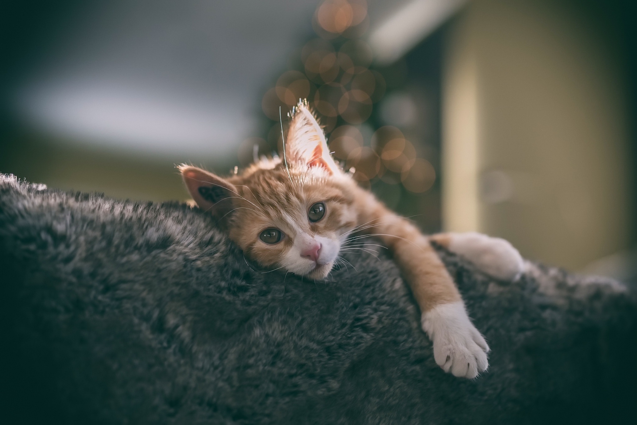 Lazy ginger cat rests and looks at the photographer