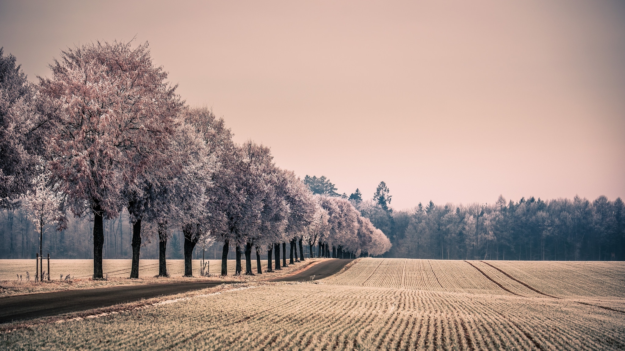 Free photo Trees growing in a single line along the road next to the field