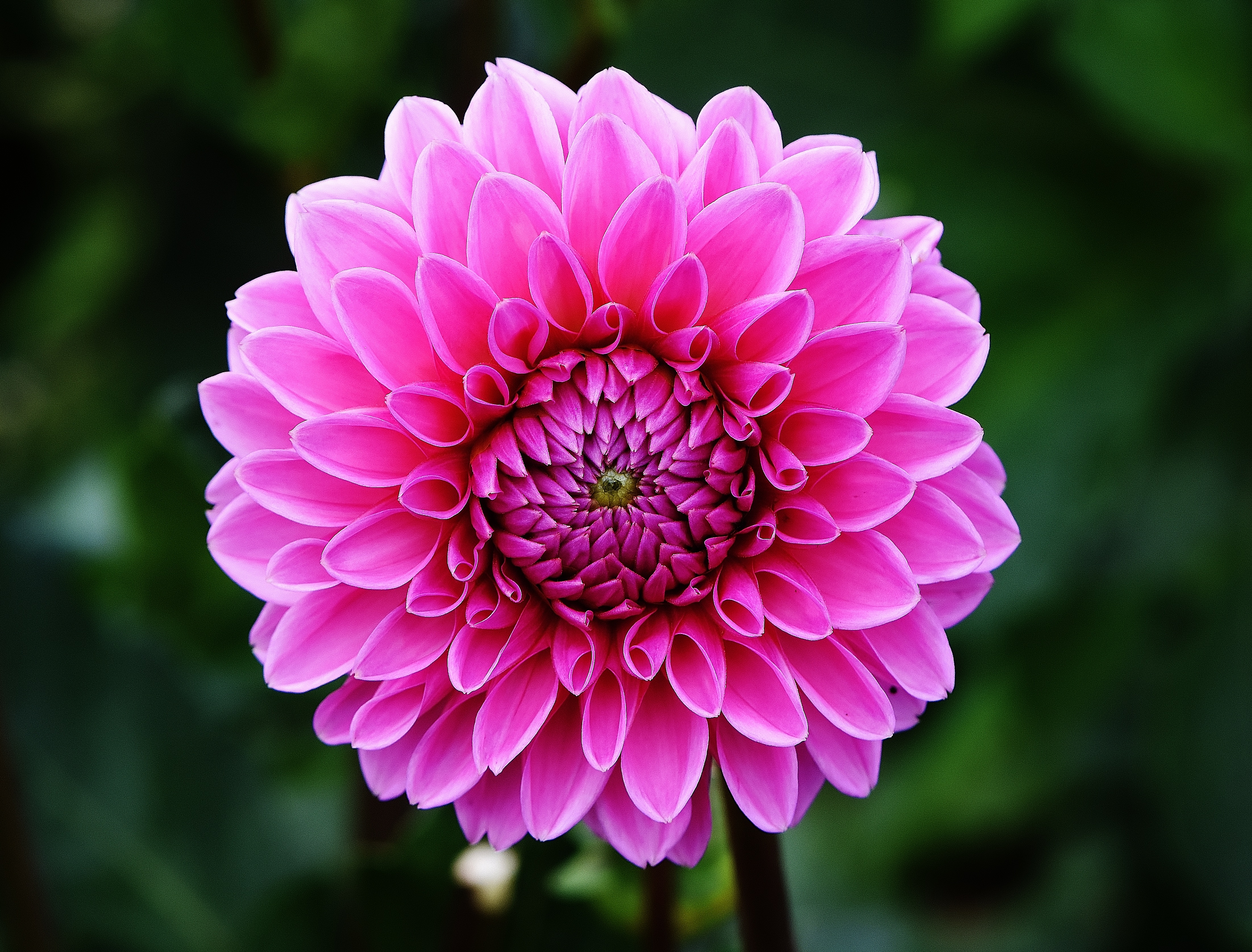 Wallpapers terrestrial plant dahlias petal on the desktop