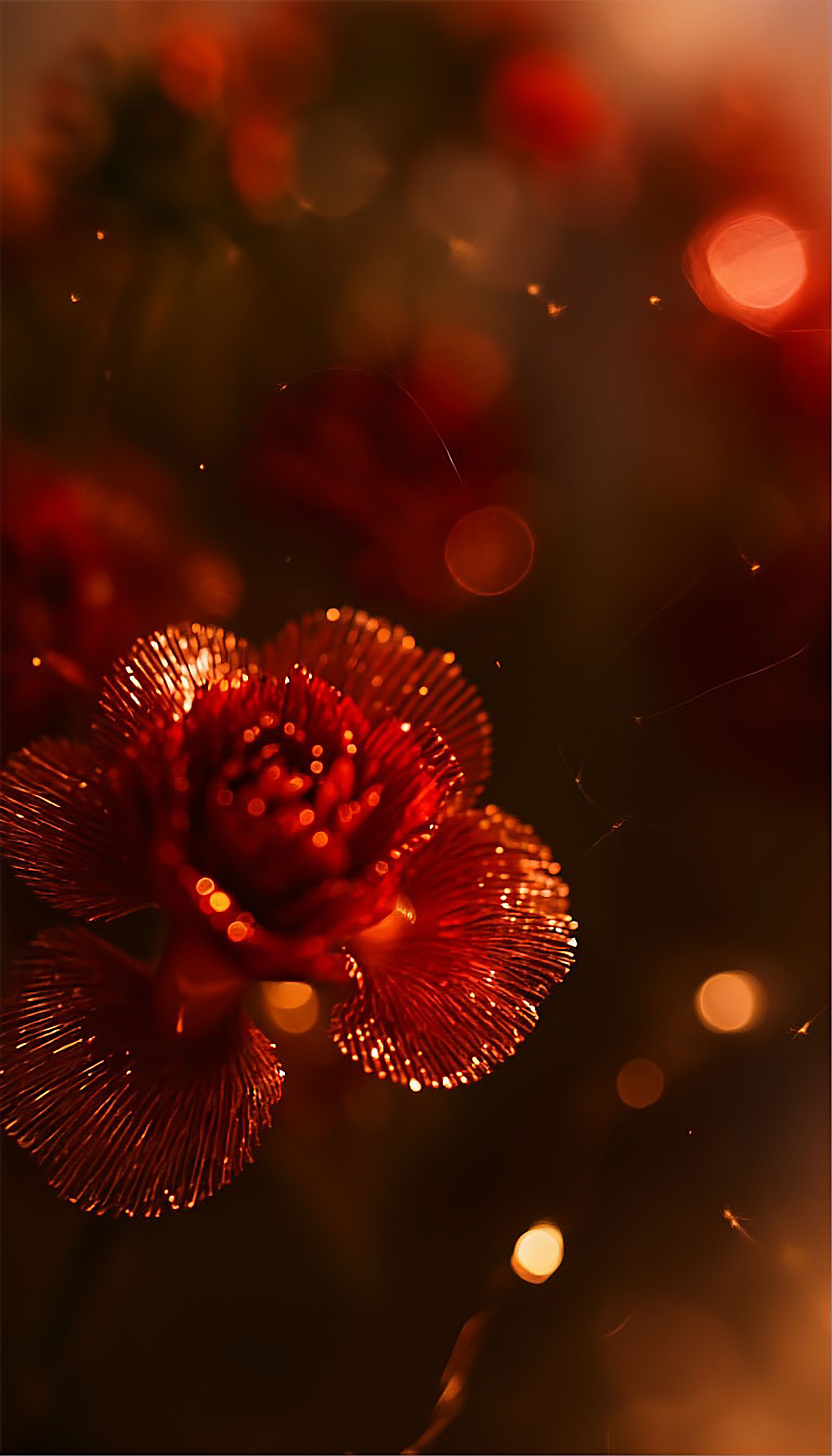 Бесплатное фото Настроение-бордовый