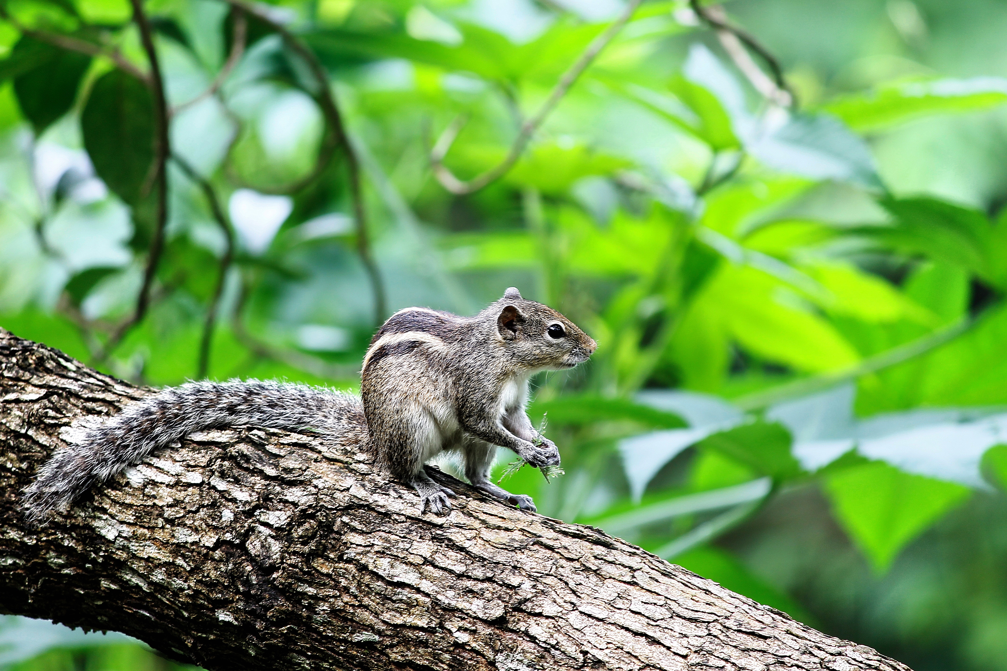 Free photo Chipmunk sitting on a tree branch