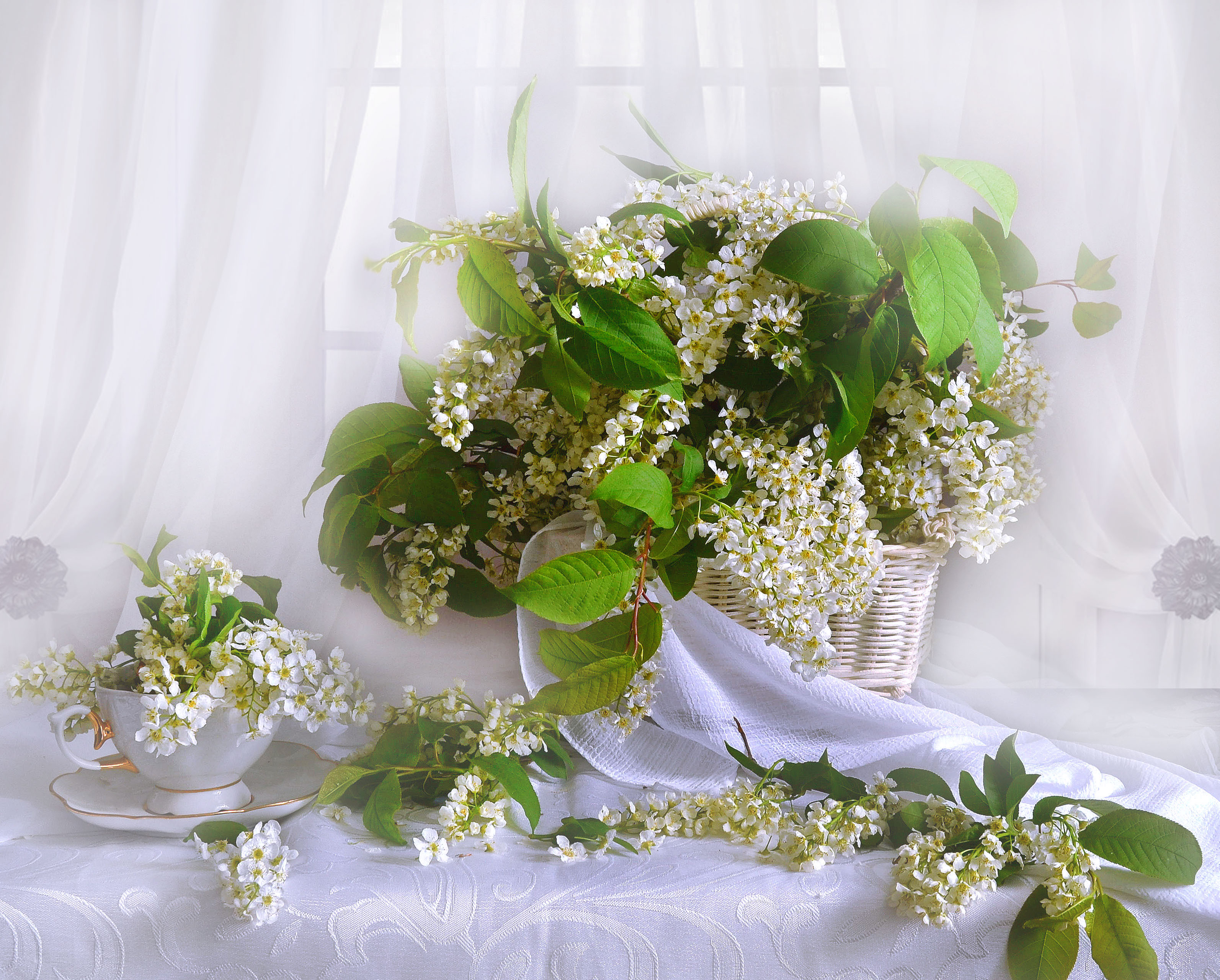 Wallpapers white flowers still life background on the desktop