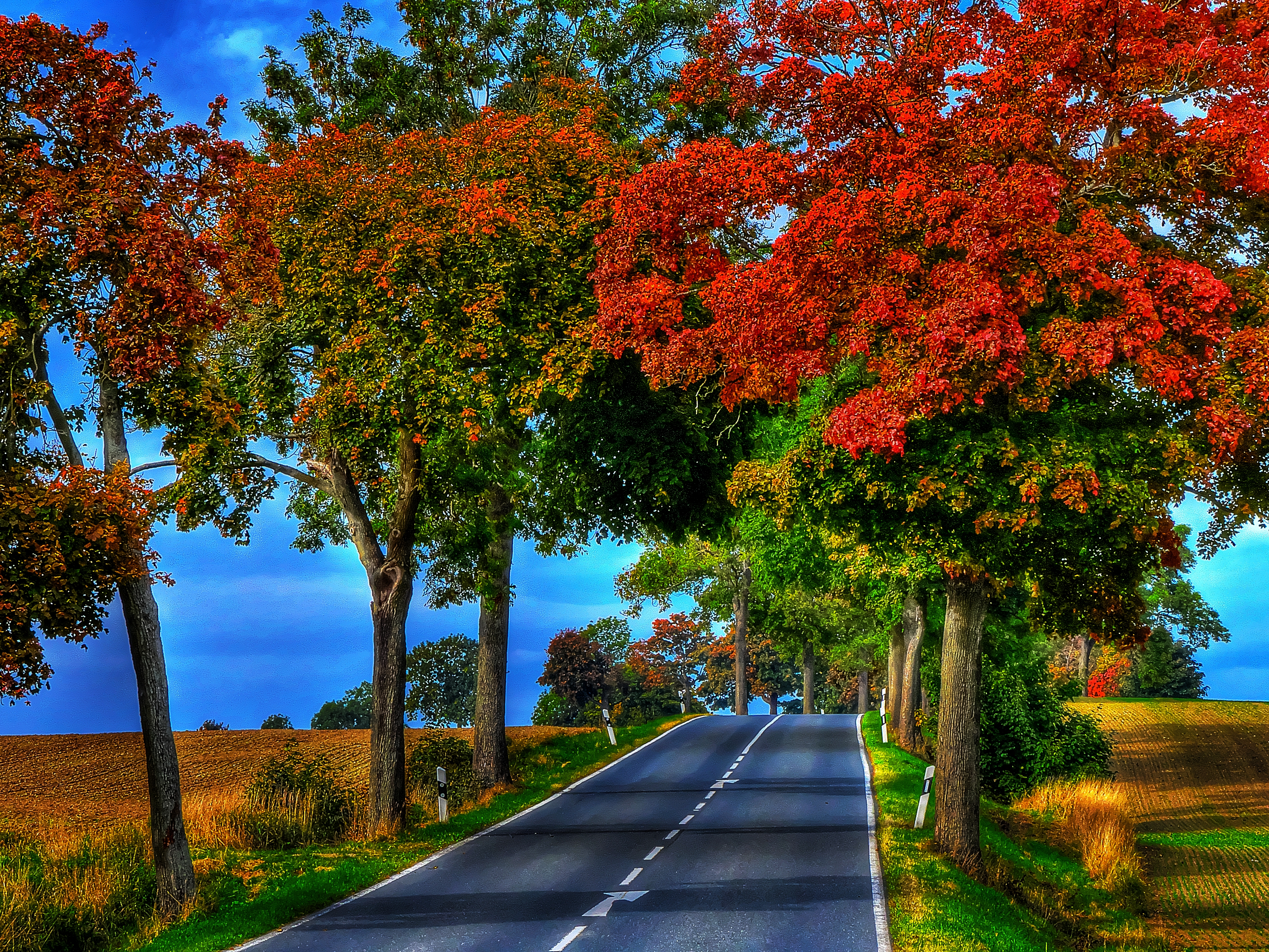 Wallpapers trees landscape paints of autumn on the desktop