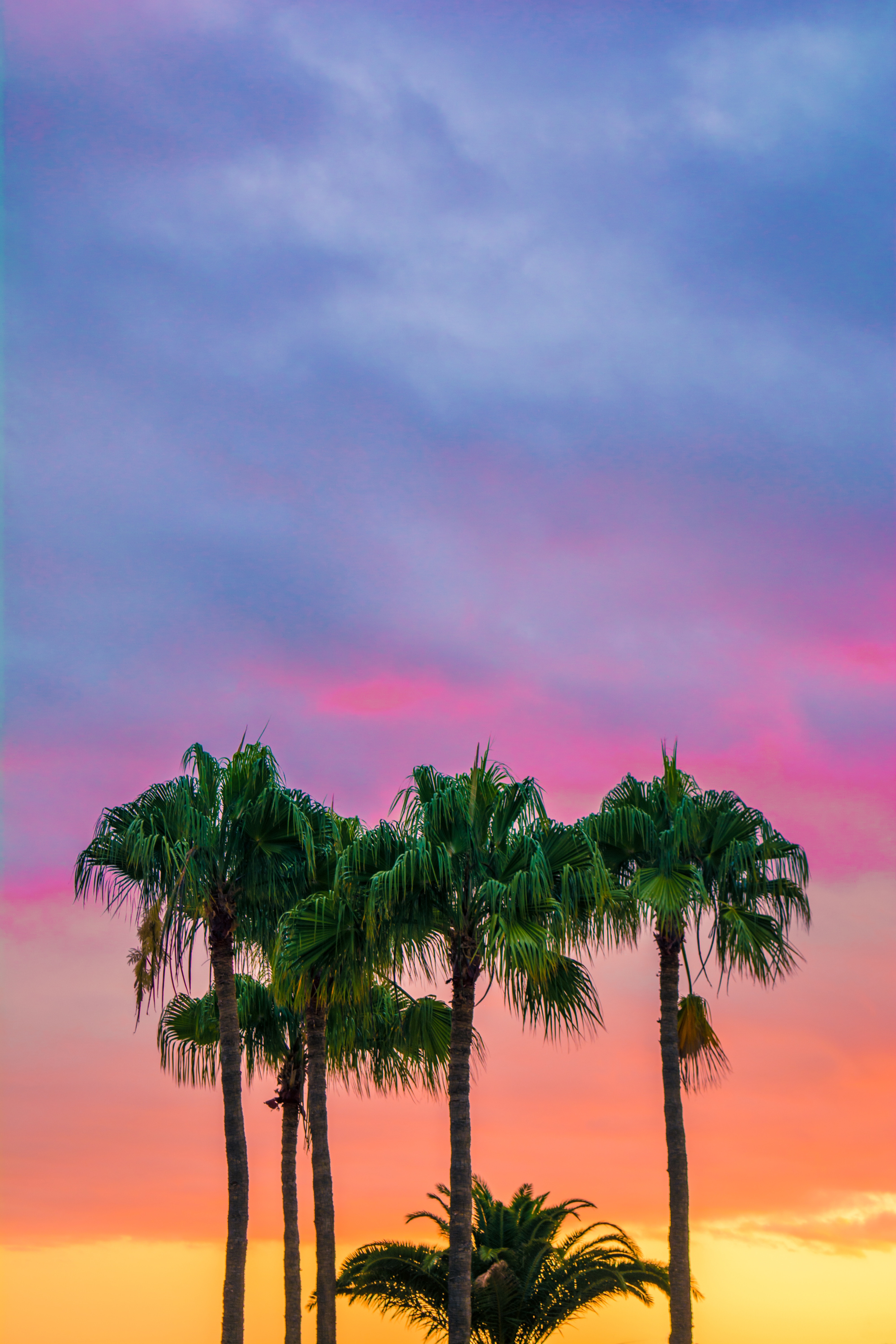 Wallpapers landscape tree horizon on the desktop