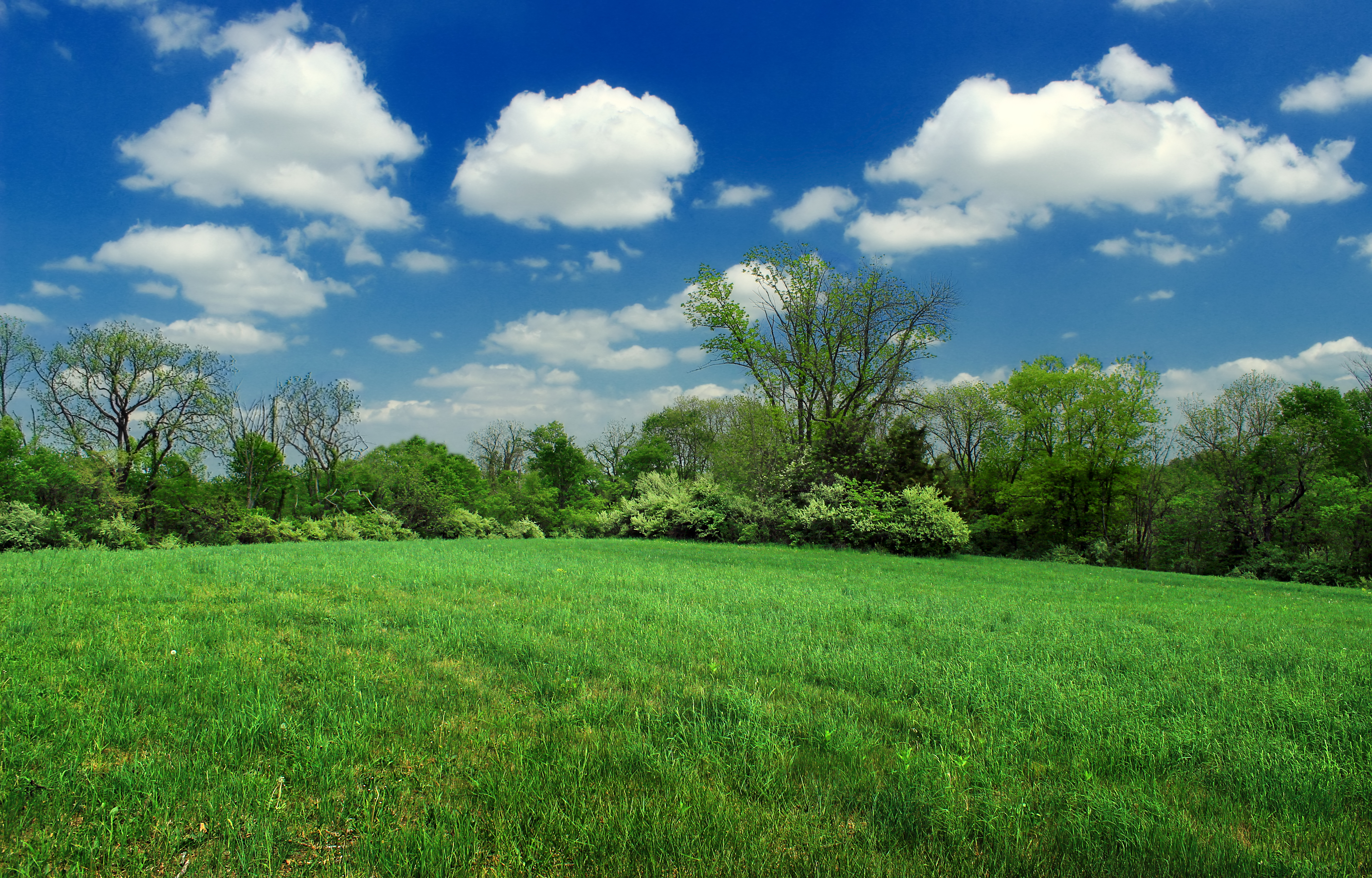 Free photo A large green summer lawn