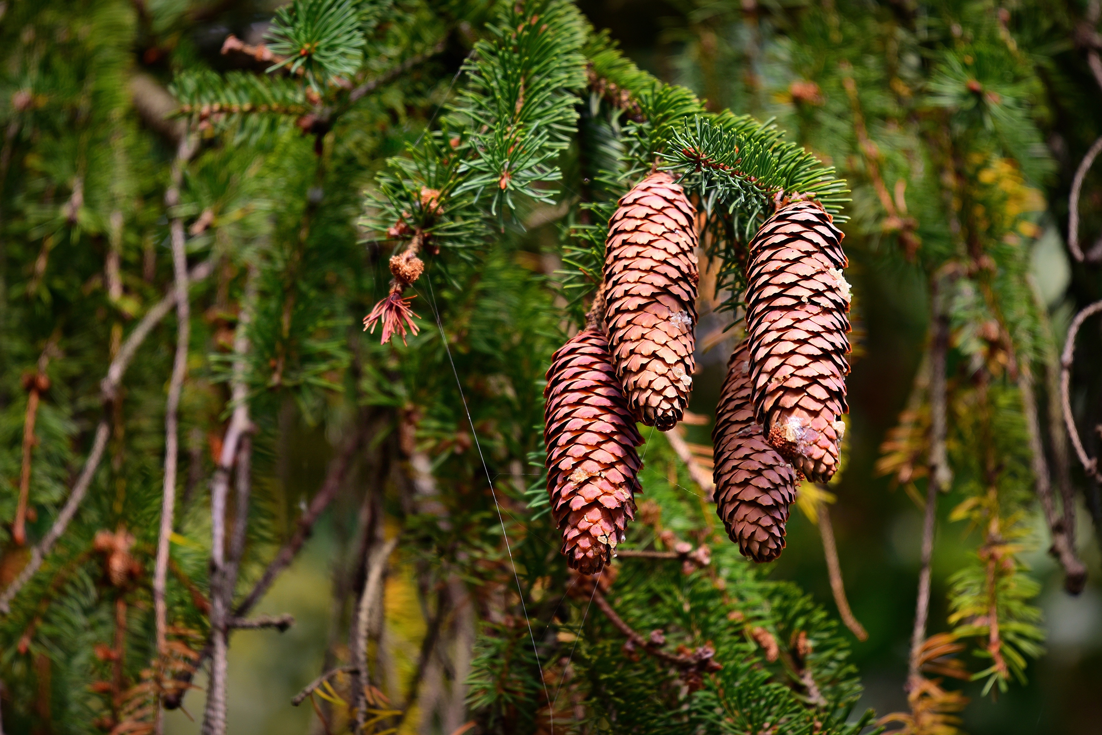 Wallpapers nature spruce branches on the desktop