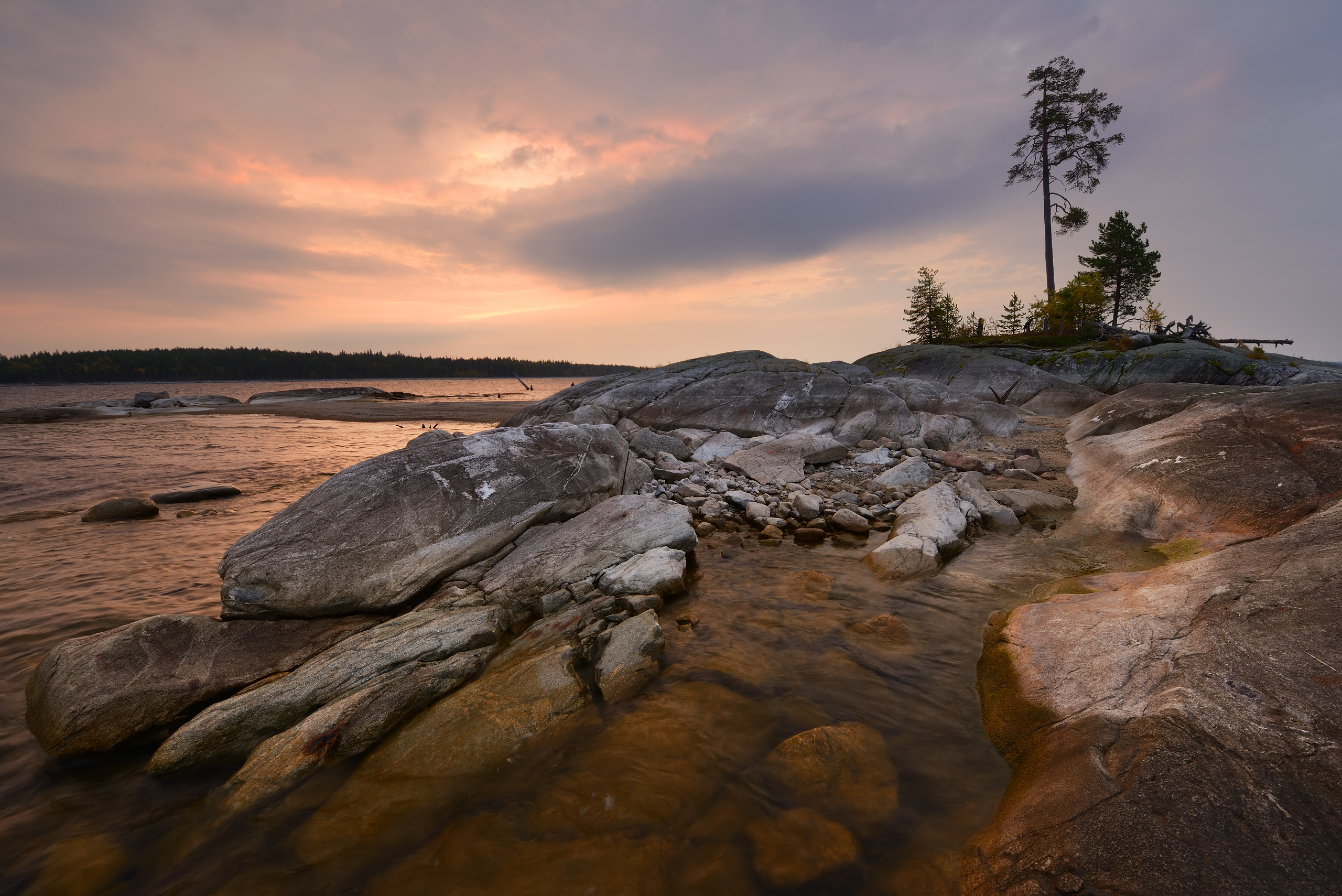 Free photo Pine on the rocks