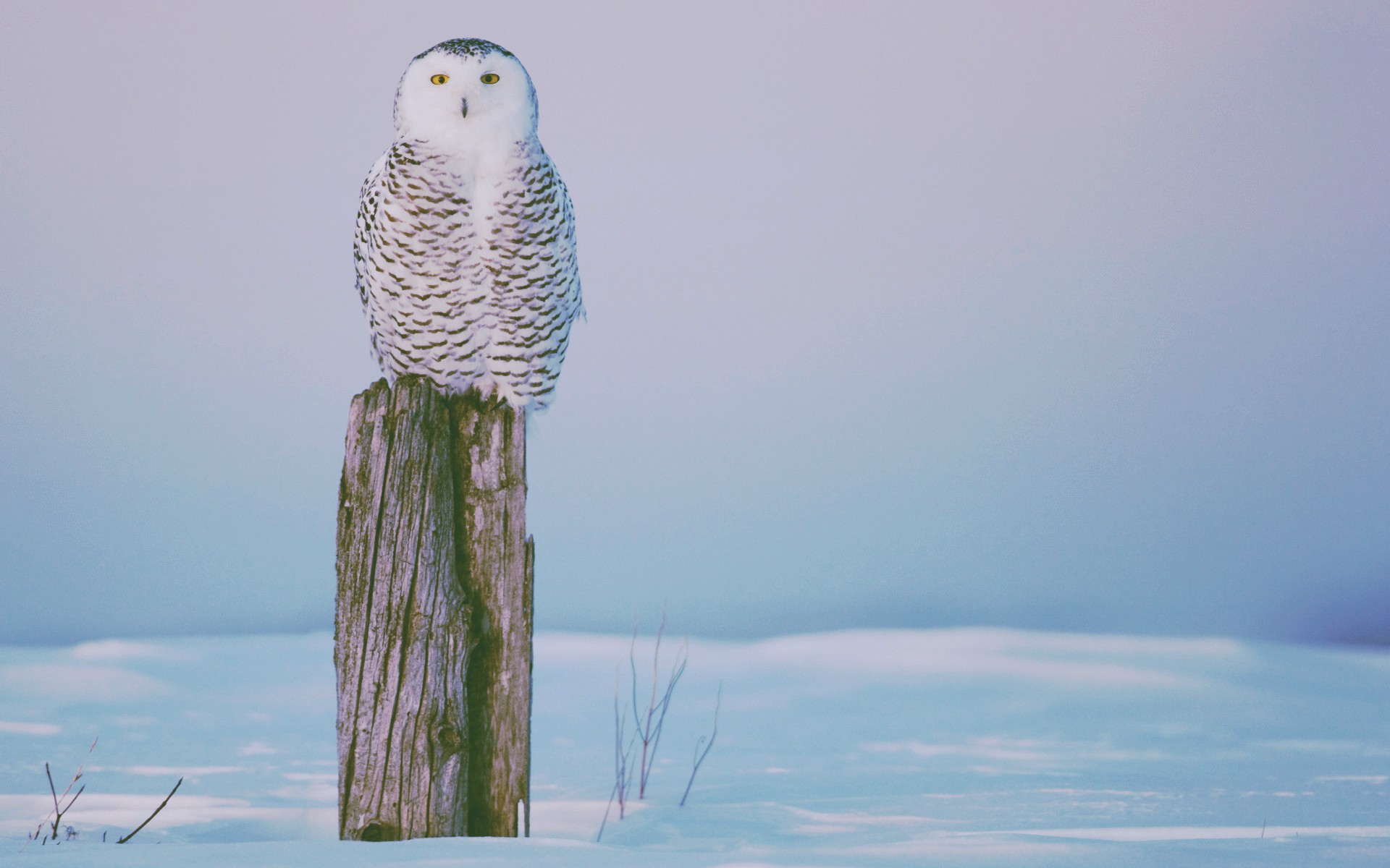 Wallpapers sky winter bird of prey on the desktop