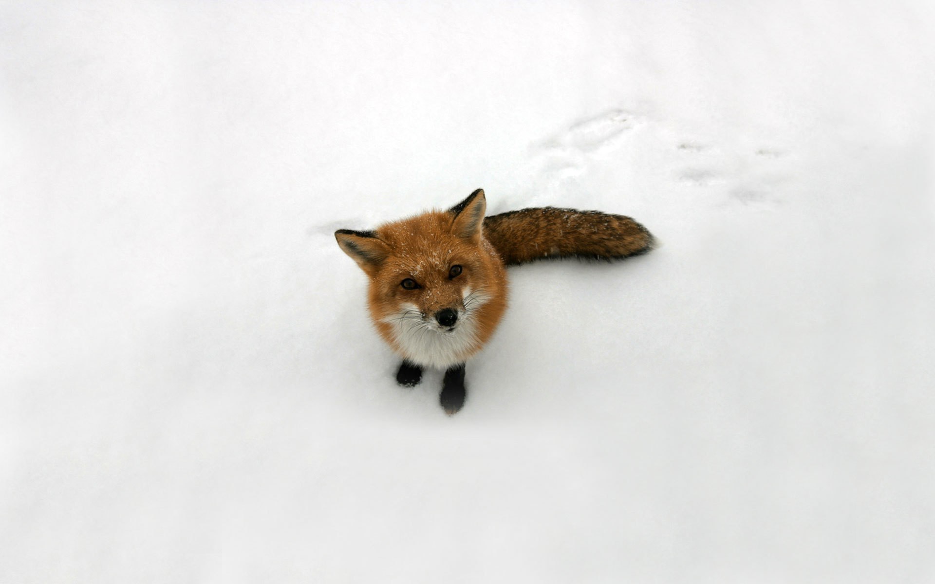 白雪中的红狐