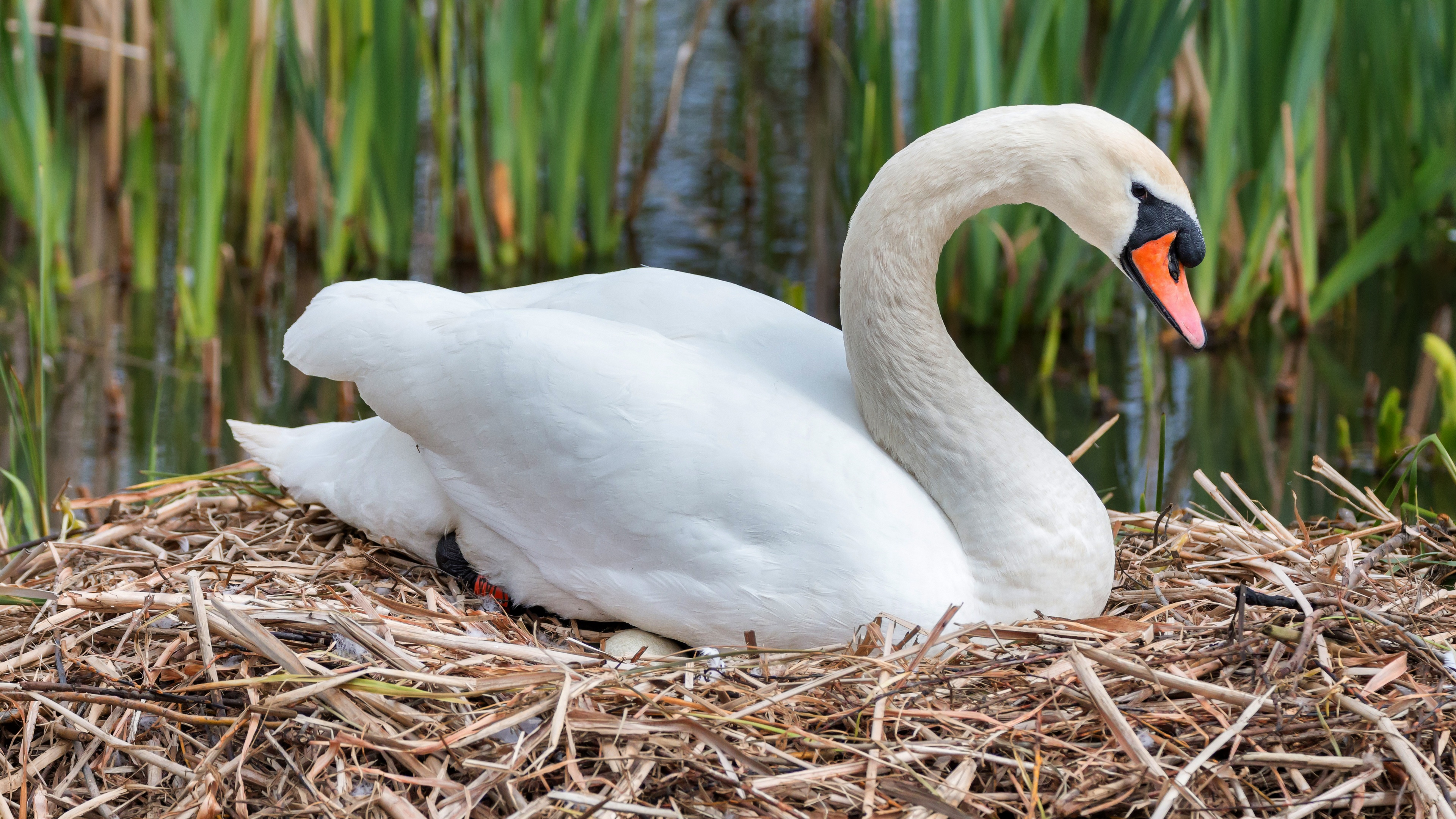 A white swan sits in a nest