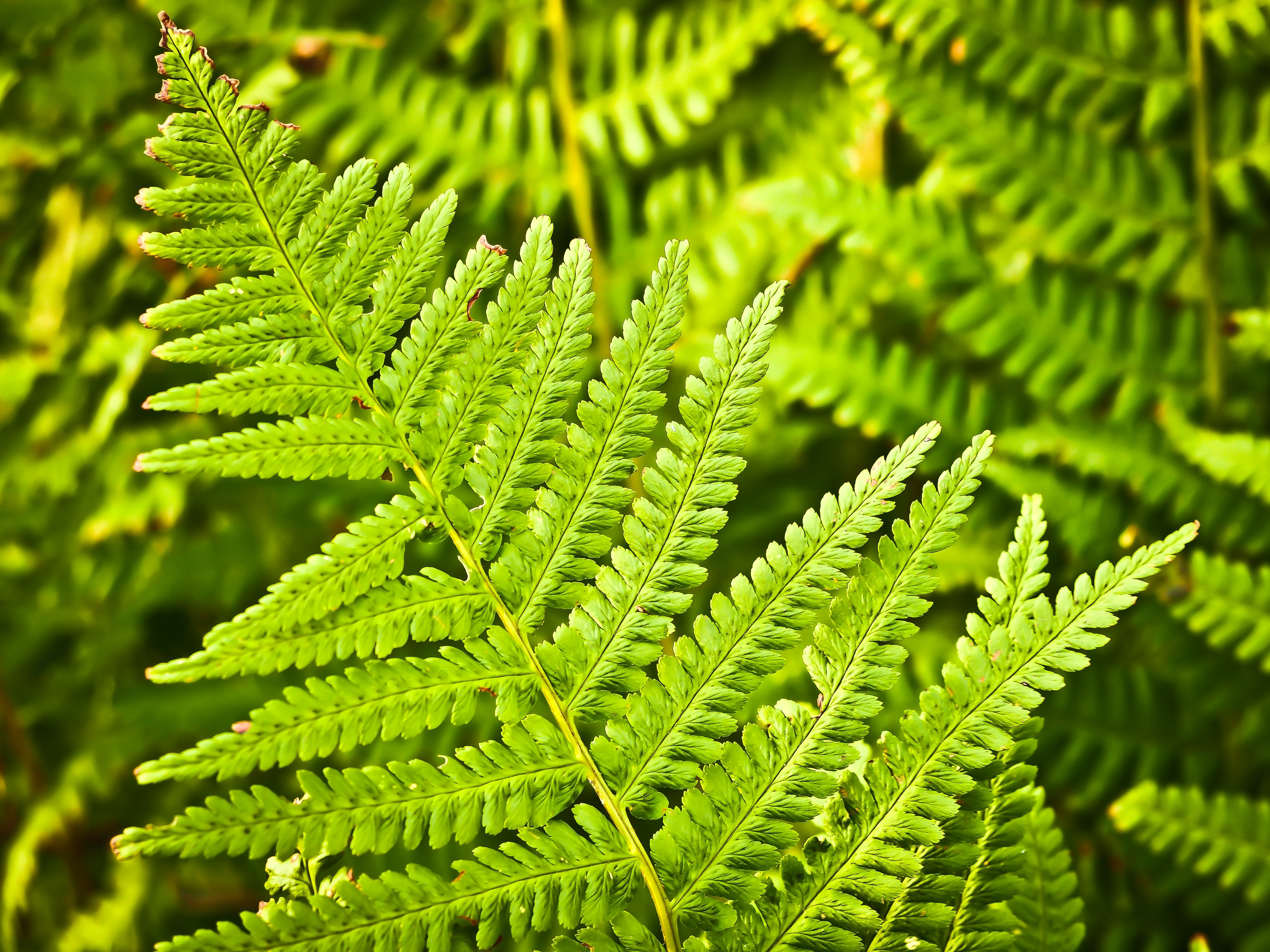 Wallpapers ferns and horsetails flower fern on the desktop