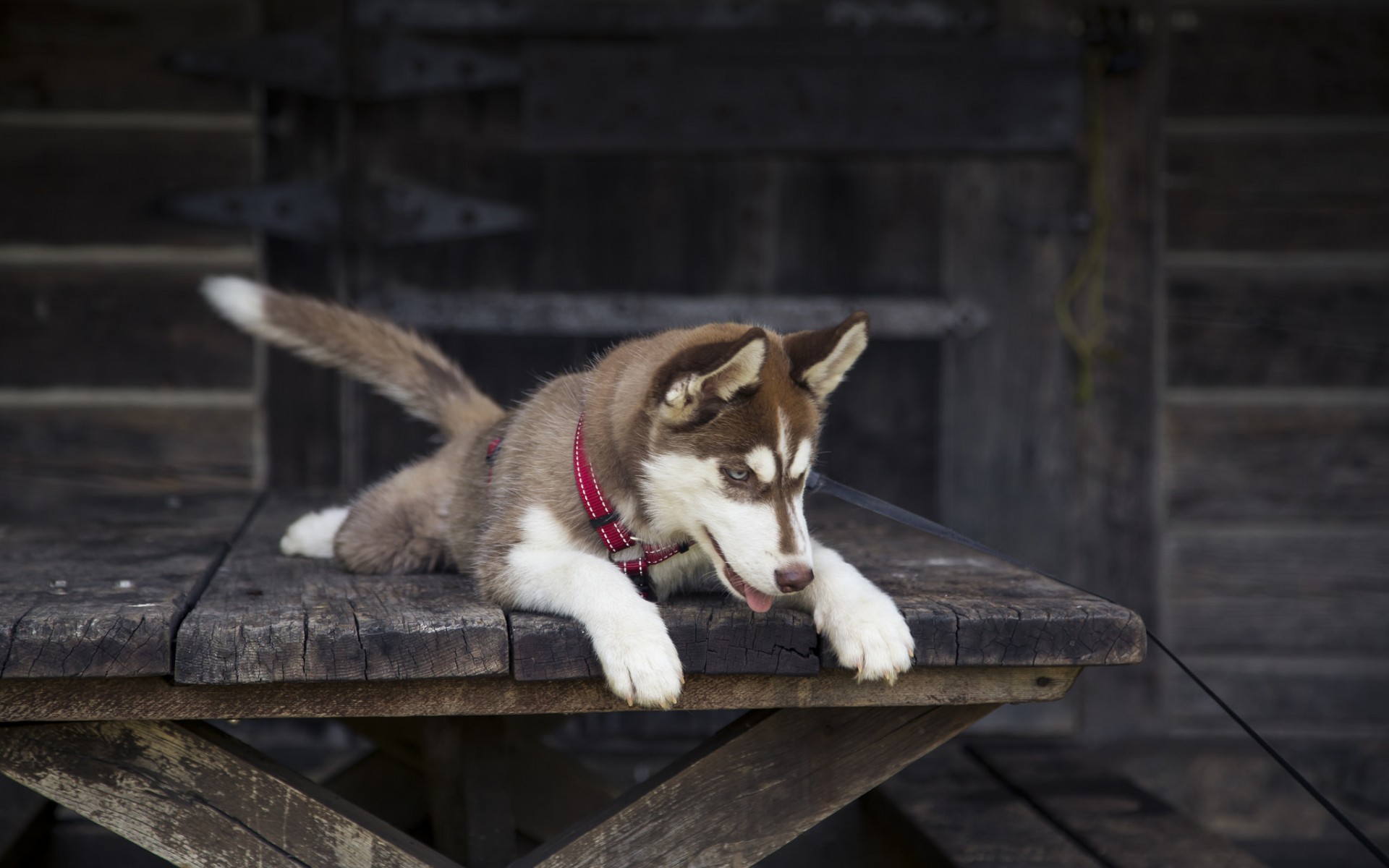 桌面上的壁纸哈士奇 幼犬 项圈