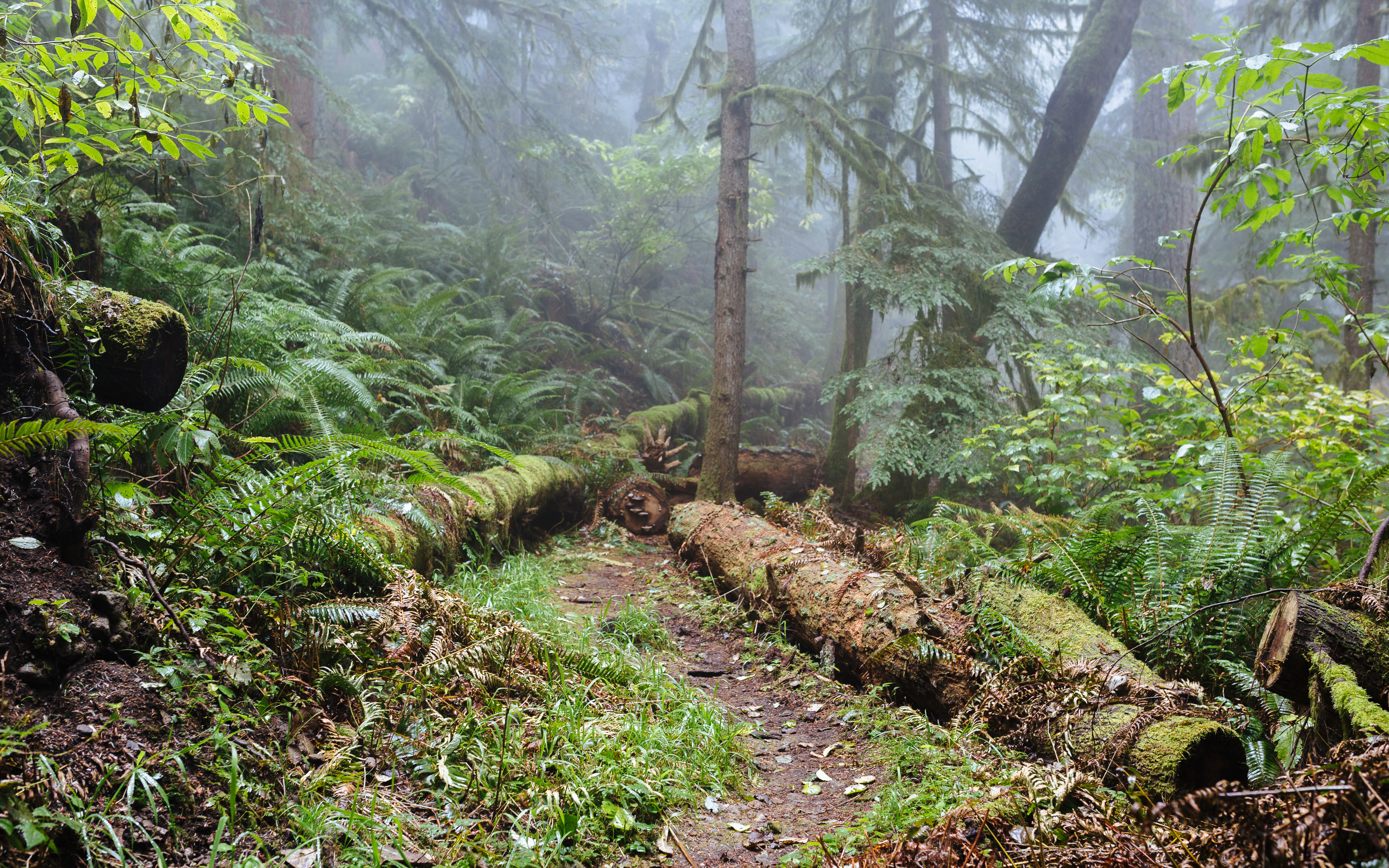 Wallpapers summer fog in the forest fog on the desktop