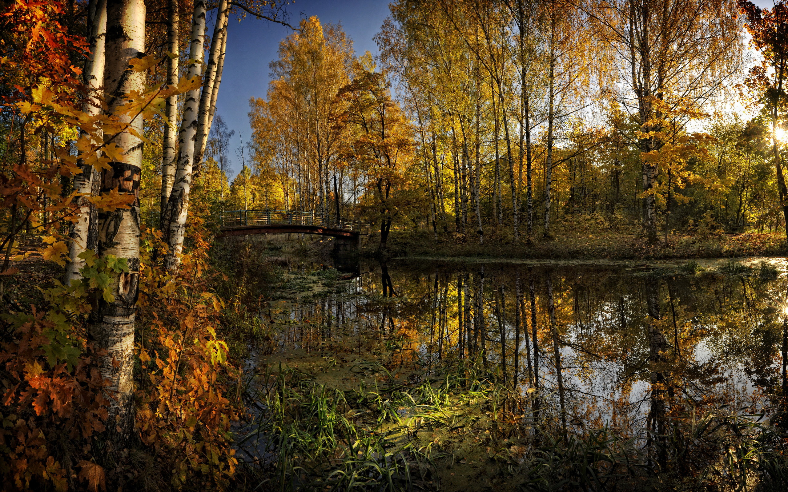 Wallpapers autumn river algae on the desktop