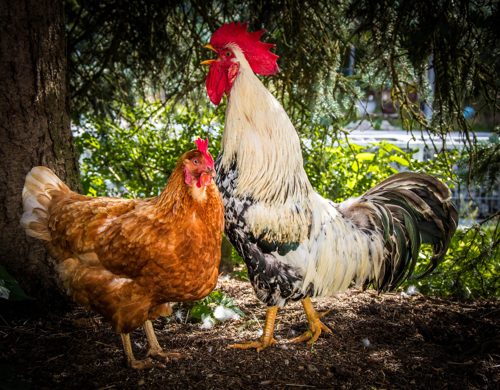 Wallpapers Rooster symbol of 2017 rooster poultry on the desktop