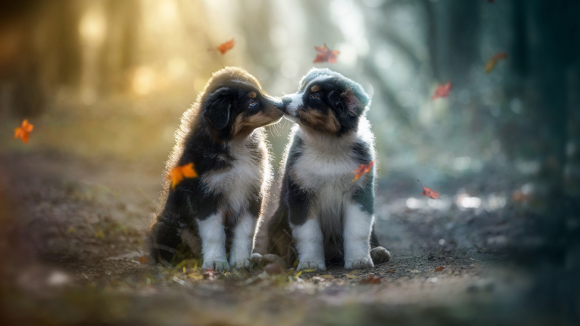 Free photo Two puppies in the fall woods